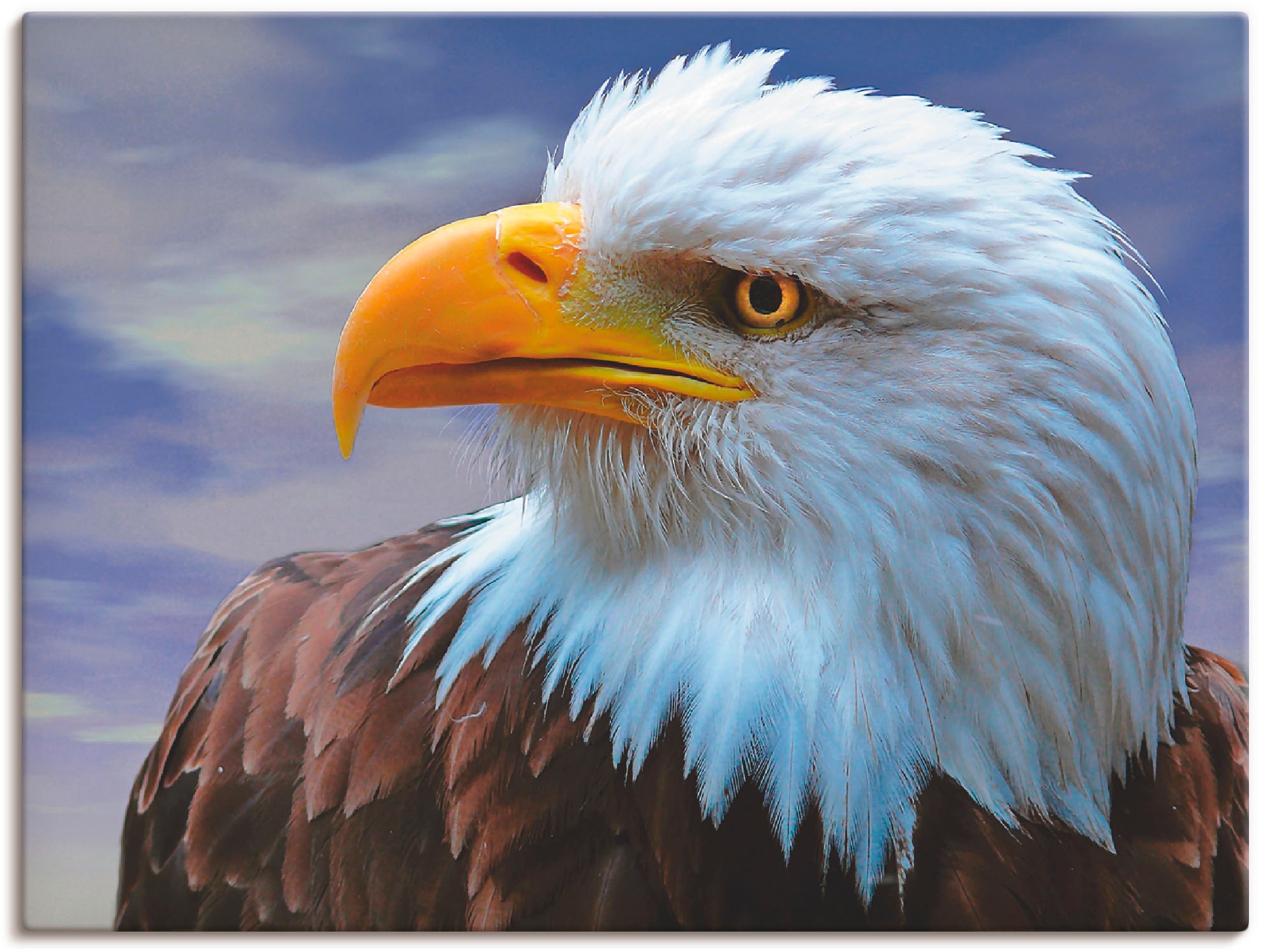 Image of Artland Wandbild »Weisskopfseeadler«, Vögel, (1 St.), in vielen Grössen & Produktarten -Leinwandbild, Poster, Wandaufkleber / Wandtattoo auch für Badezimmer geeignet bei Ackermann Versand Schweiz