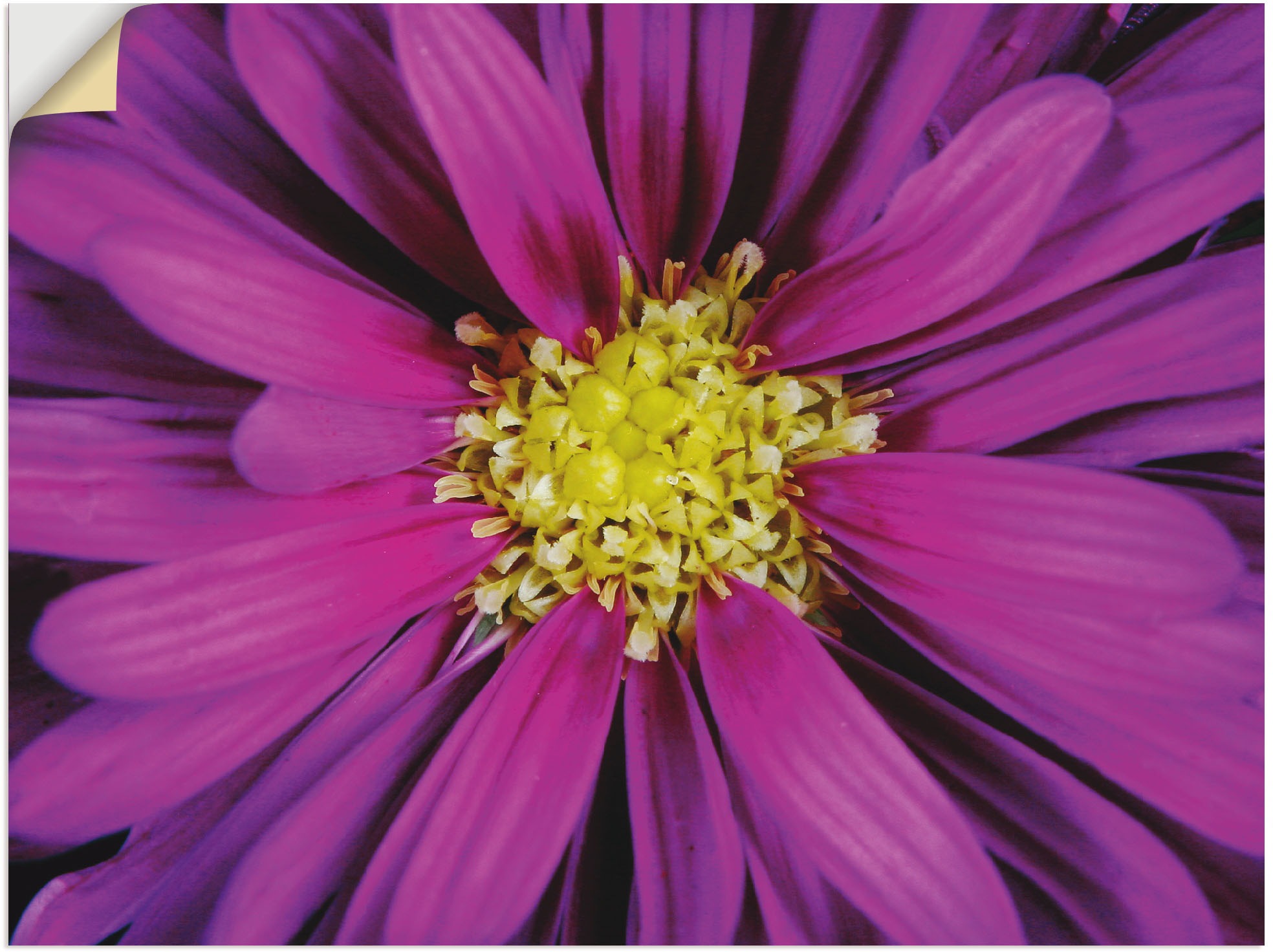 Image of Artland Wandbild »Lila Dahlie«, Blumenbilder, (1 St.), in vielen Grössen & Produktarten - Alubild / Outdoorbild für den Aussenbereich, Leinwandbild, Poster, Wandaufkleber / Wandtattoo auch für Badezimmer geeignet bei Ackermann Versand Schweiz