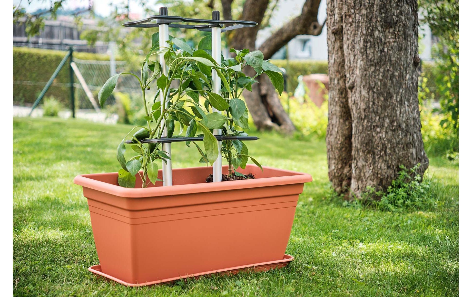 Gusta Garden Rankhilfe "CHILI BUDDY Rankhilfe für Chilis & Paprika im 3erSetSilber"