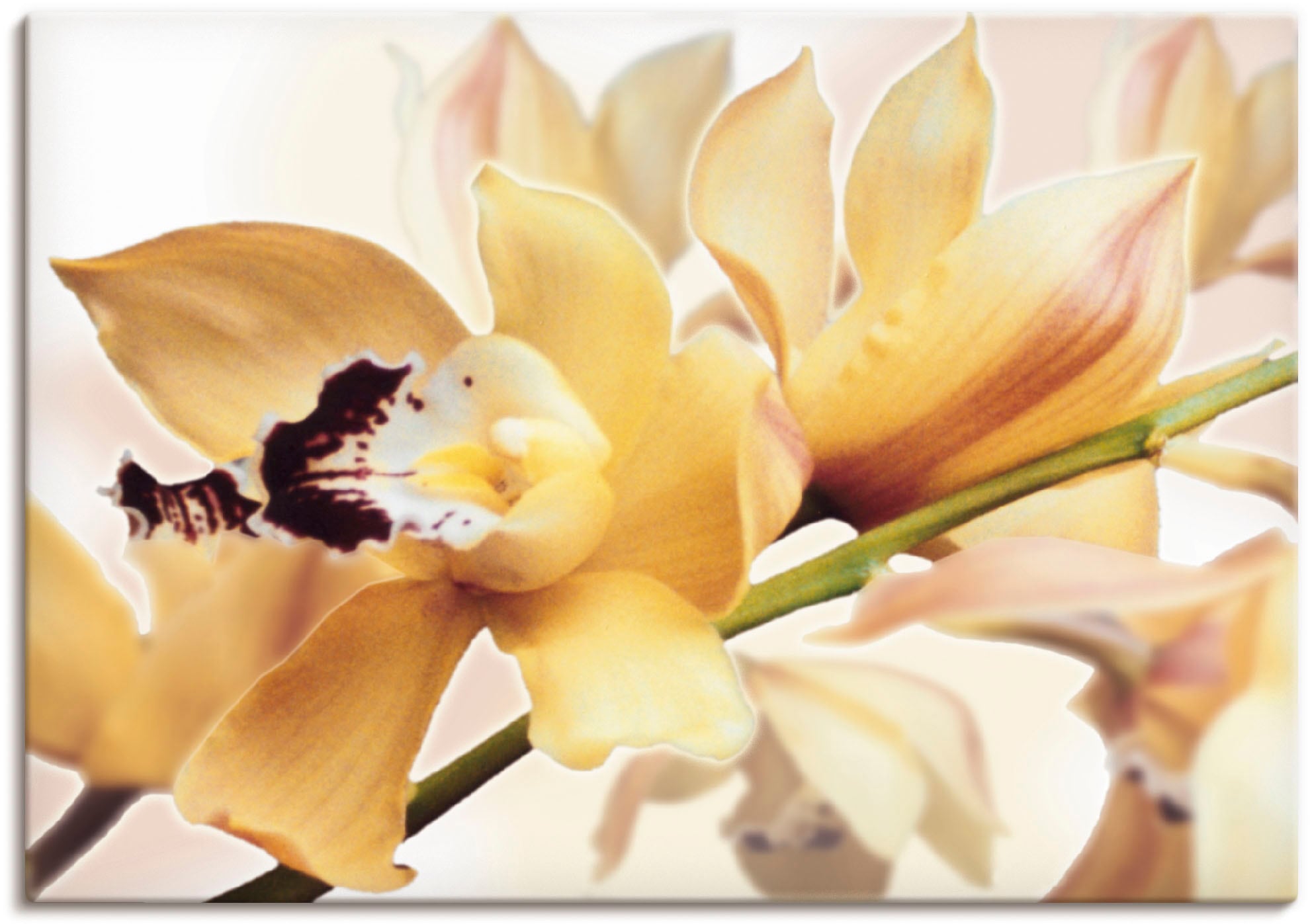 Wandbild Orchidee«, oder Blumenbilder, Poster »Gelbe Grössen bequem versch. in (1 Alubild, kaufen Wandaufkleber Artland St.), Leinwandbild, als