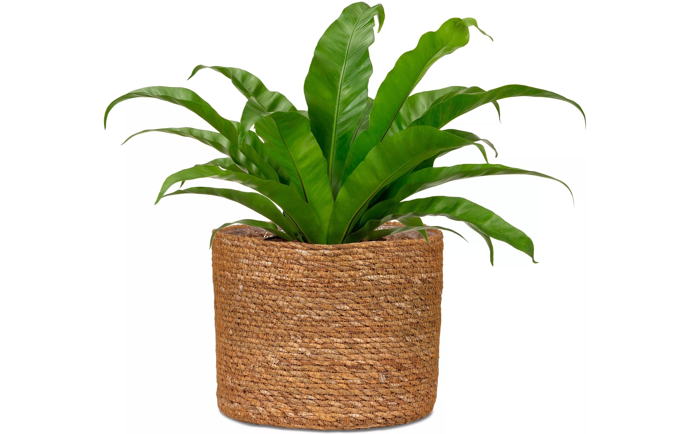 Scheurich Blumentopf »mit Folie 24 x 22.5 cm«