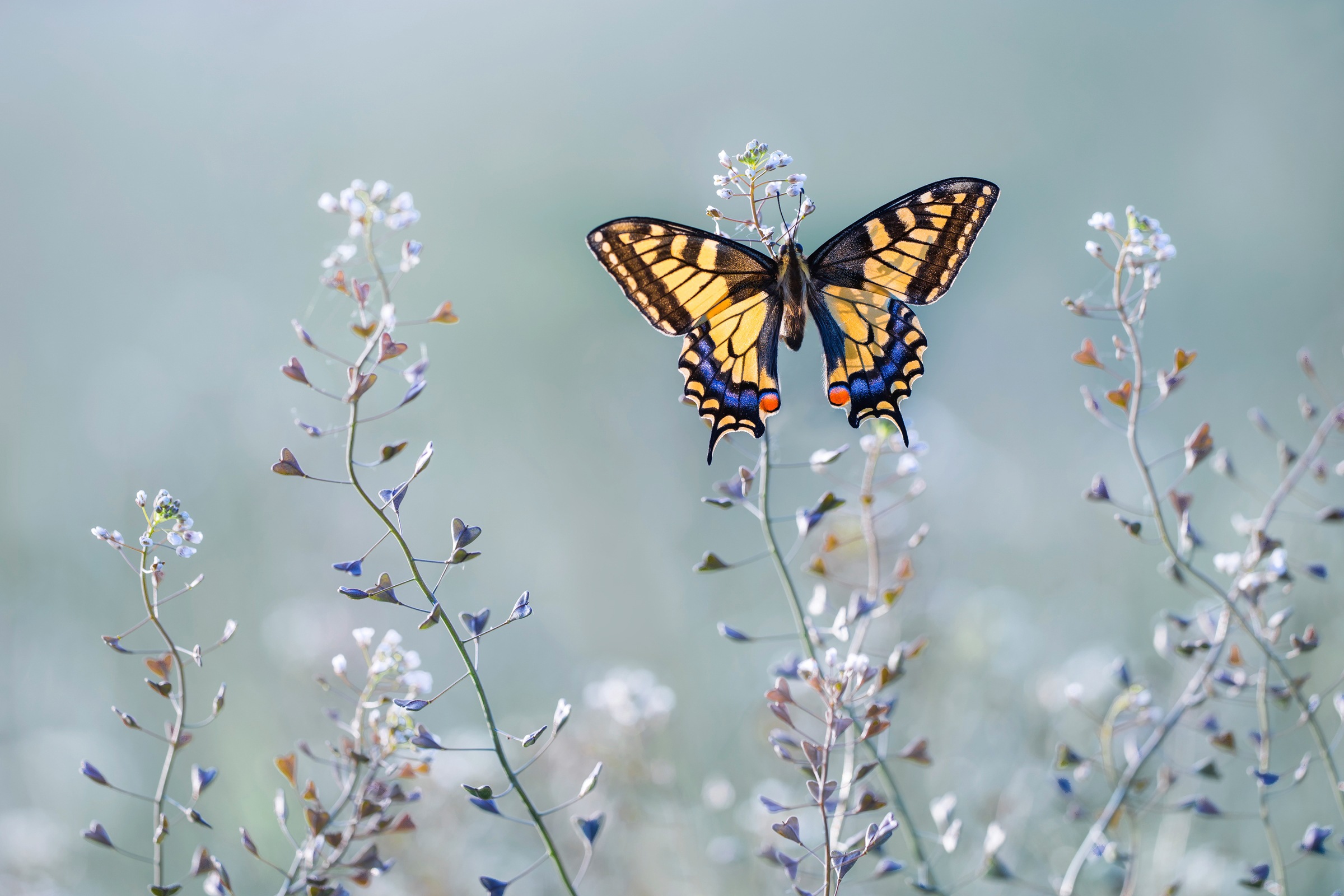 Image of Papermoon Fototapete »Photo-Art PETAR SABOL, SWALLOWTAIL BEAUTY«, Vliestapete, hochwertiger Digitaldruck, inklusive Kleister bei Ackermann Versand Schweiz
