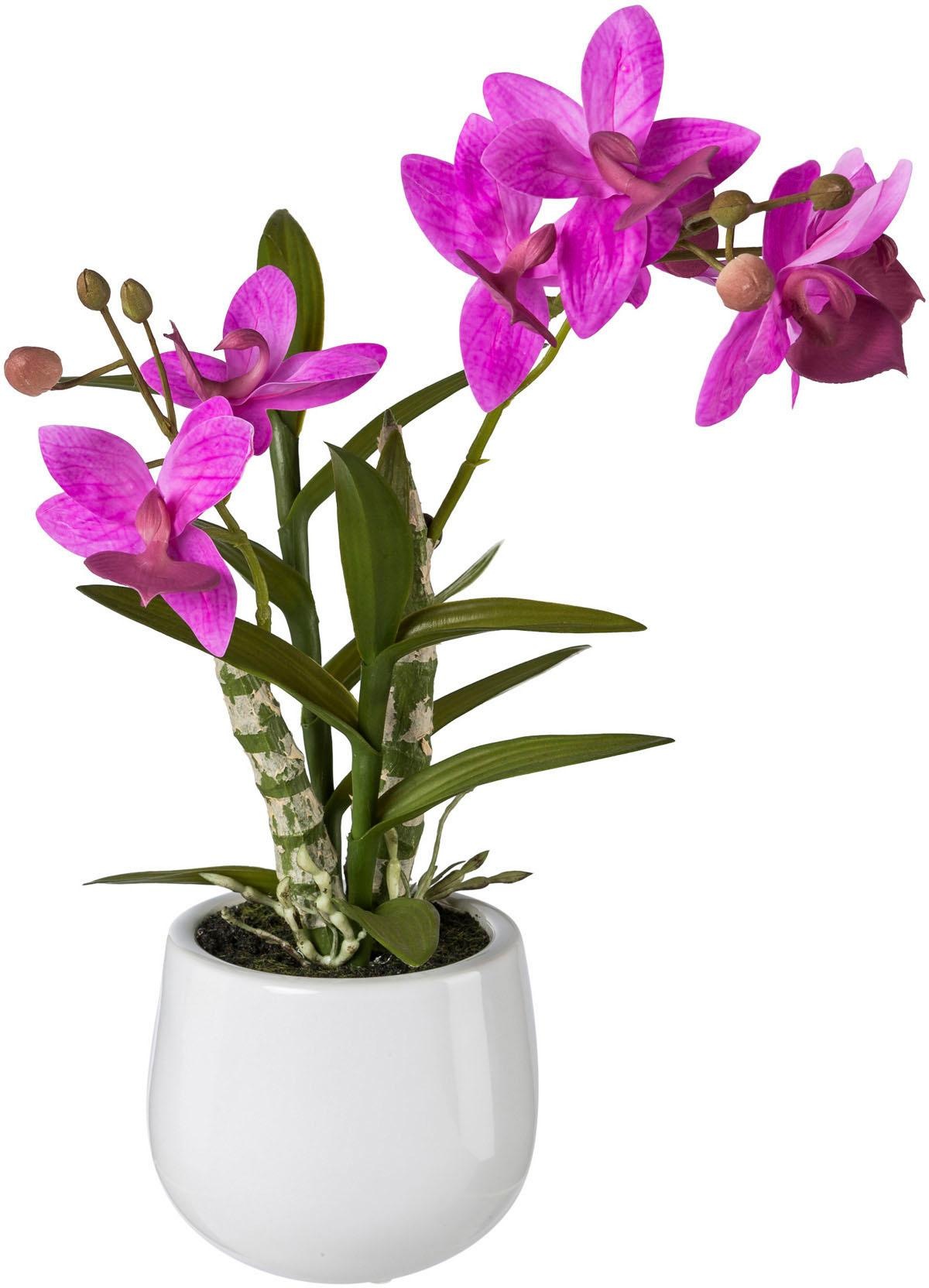 Image of Creativ green Kunstpflanze, (1 St.), Japanorchidee im Keramiktopf, Real Touch bei Ackermann Versand Schweiz