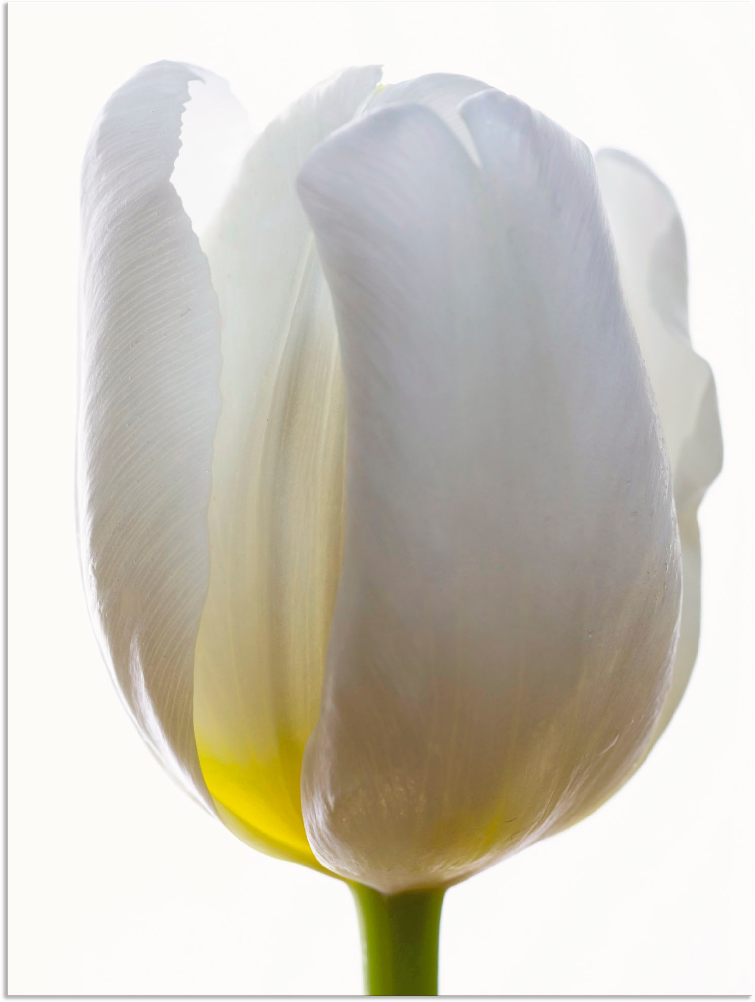 Image of Artland Wandbild »Weisse Tulpe«, Blumen, (1 St.), in vielen Grössen & Produktarten - Alubild / Outdoorbild für den Aussenbereich, Leinwandbild, Poster, Wandaufkleber / Wandtattoo auch für Badezimmer geeignet bei Ackermann Versand Schweiz