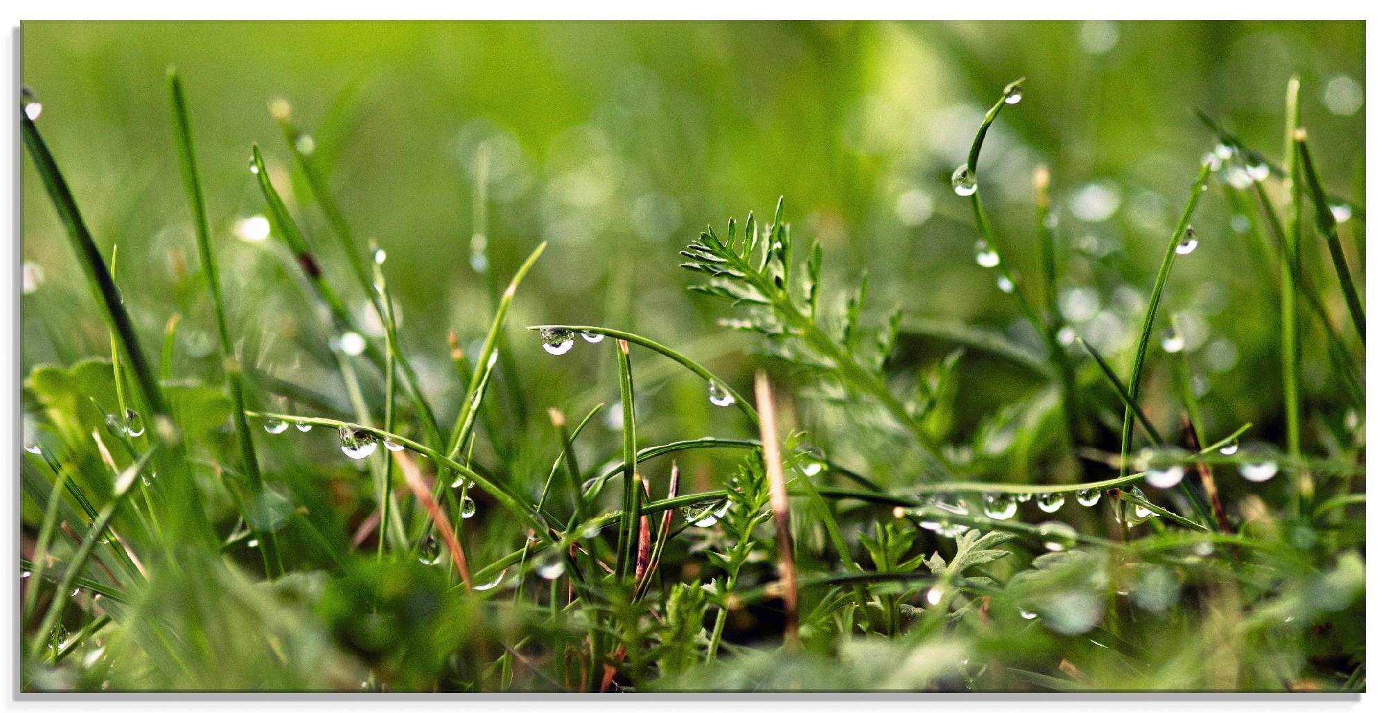 Image of Artland Glasbild »Tautropfen«, Gräser, (1 St.) bei Ackermann Versand Schweiz