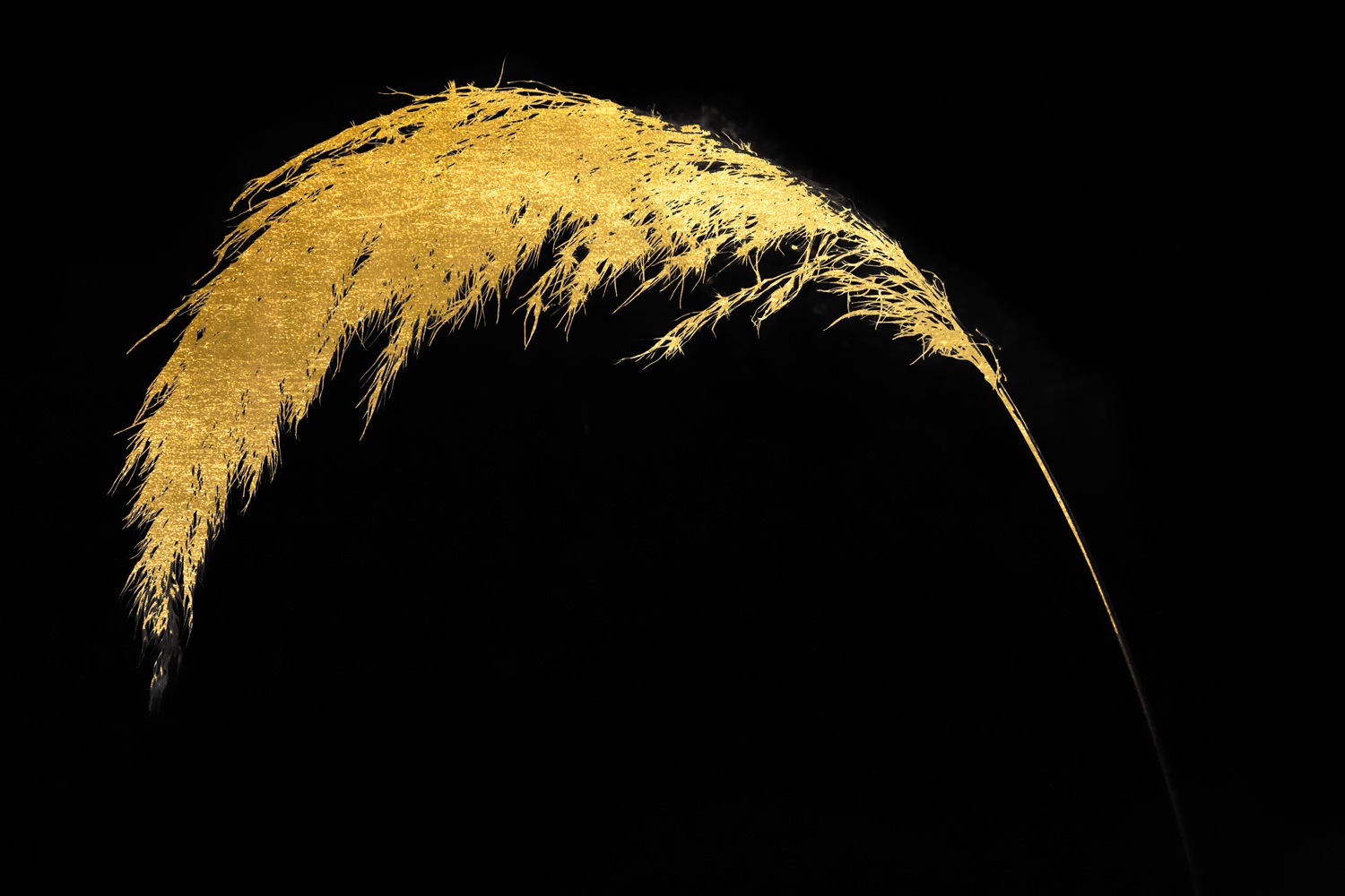 Image of GOODproduct Acrylglasbild "Pampas Gras - Acrylbilder mit Blattgold veredelt" Gemälde Gräser Pflanzen 1 Stk. tlg. Goldveredelung, Handgearbeitet, Gerahmt, Edel
