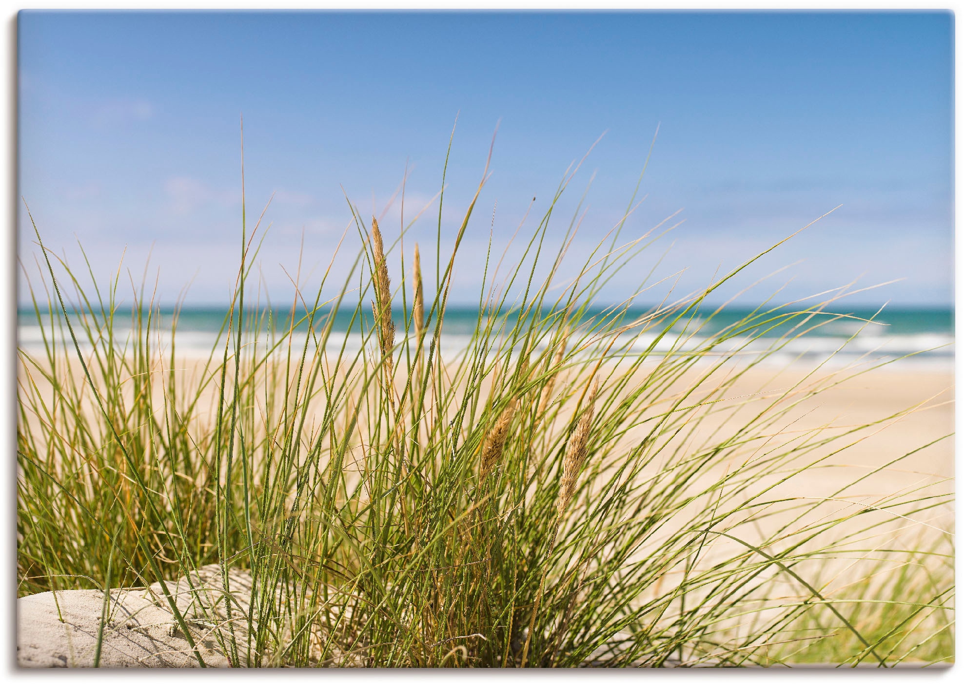 Image of Artland Wandbild "Dünengras" Strand 1 Stk. tlg. als Leinwandbild, Poster in verschied. Grössen