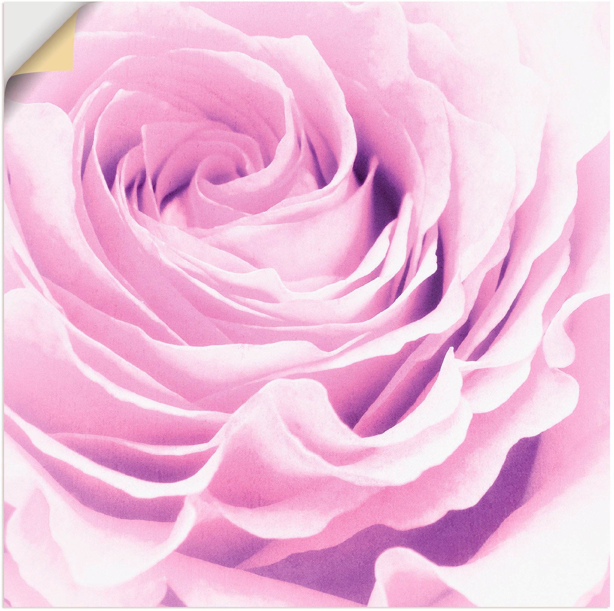 Image of Artland Wandbild »Pastell Rose«, Blumen, (1 St.), in vielen Grössen & Produktarten -Leinwandbild, Poster, Wandaufkleber / Wandtattoo auch für Badezimmer geeignet bei Ackermann Versand Schweiz