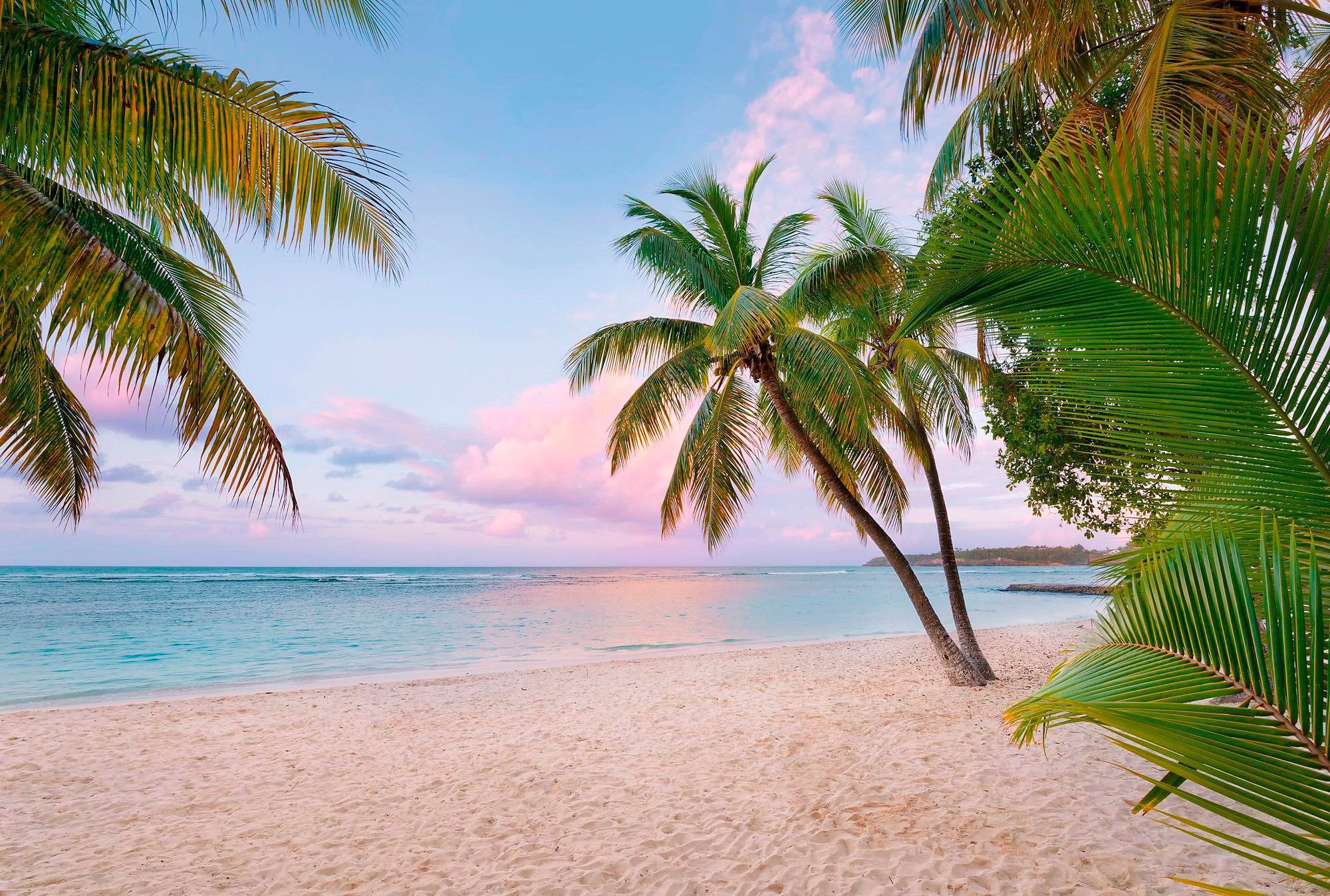 Image of Komar Vliestapete »Paradise Morning«, naturalistisch bei Ackermann Versand Schweiz