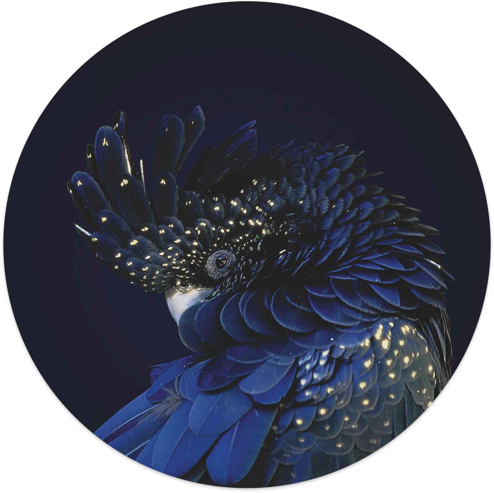 Image of Reinders! Wandbild »Wandbild Papagei Tiermotiv - Vogel - Extravagant«, Papageien, (1 St.) bei Ackermann Versand Schweiz