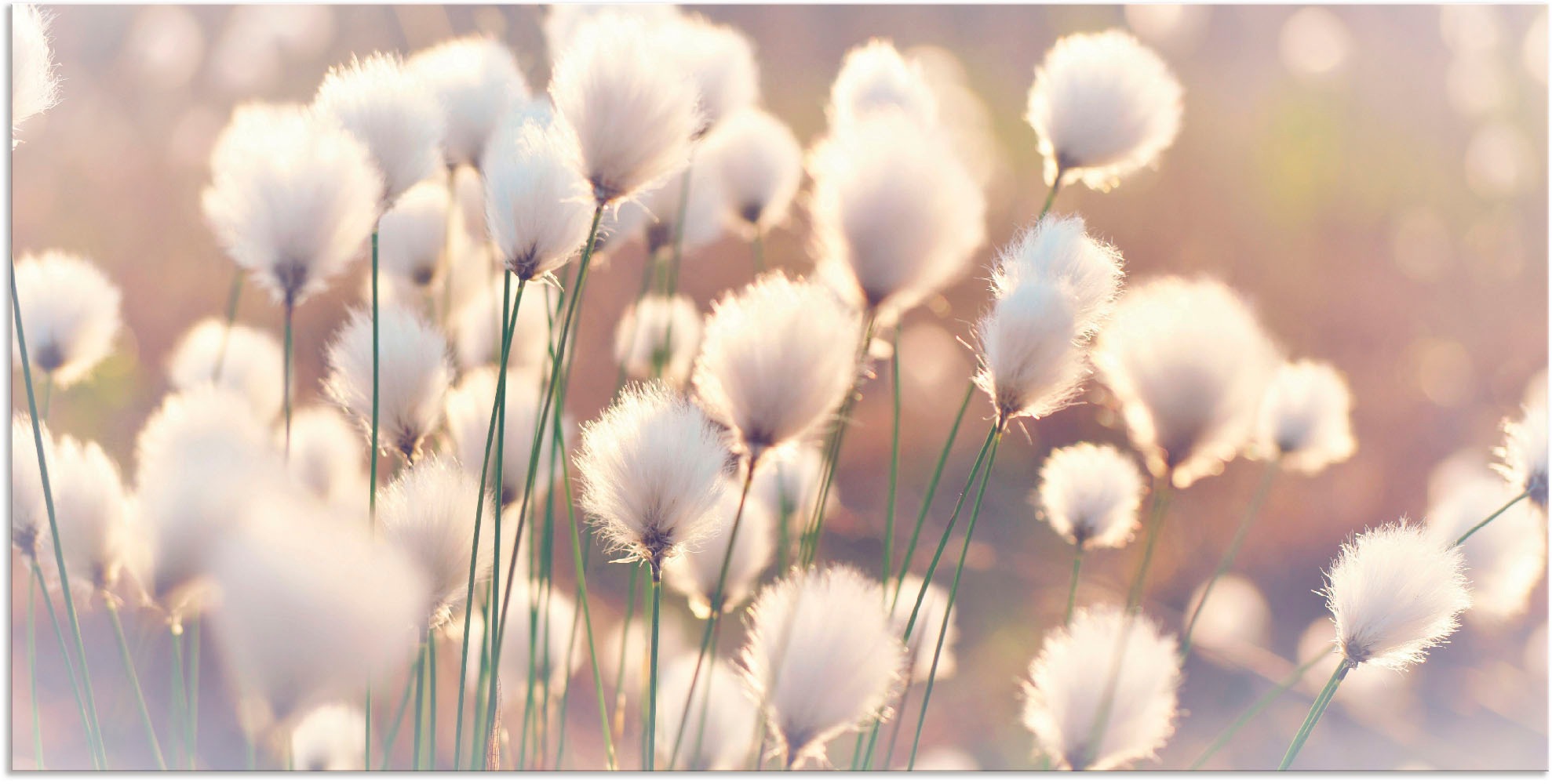 Image of Artland Wandbild »Wollgraszauber im Moor«, Gräser, (1 St.), in vielen Grössen & Produktarten - Alubild / Outdoorbild für den Aussenbereich, Leinwandbild, Poster, Wandaufkleber / Wandtattoo auch für Badezimmer geeignet bei Ackermann Versand Schweiz