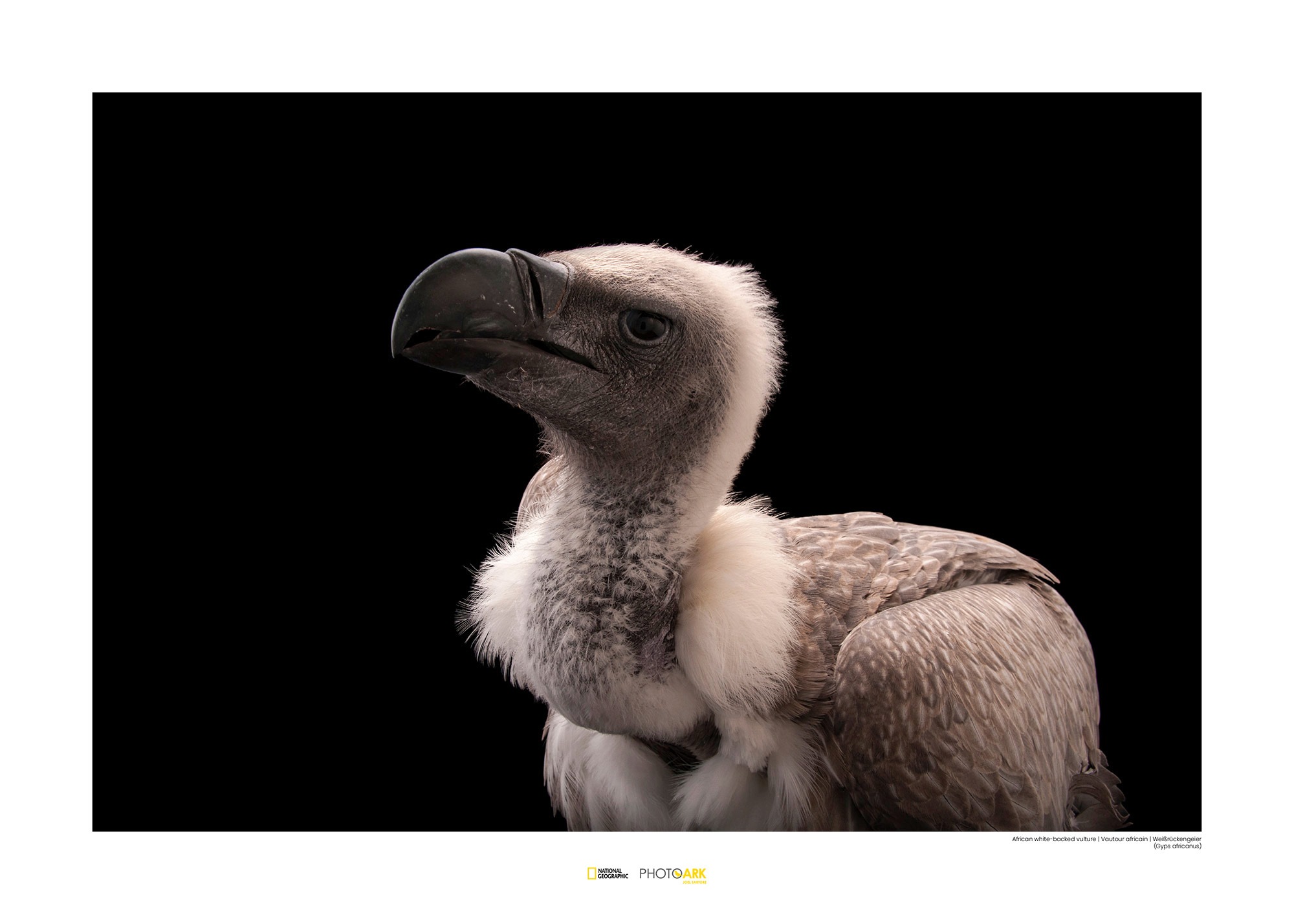 Image of Komar Poster »African White-backed Vulture«, Tiere, Höhe: 50cm bei Ackermann Versand Schweiz