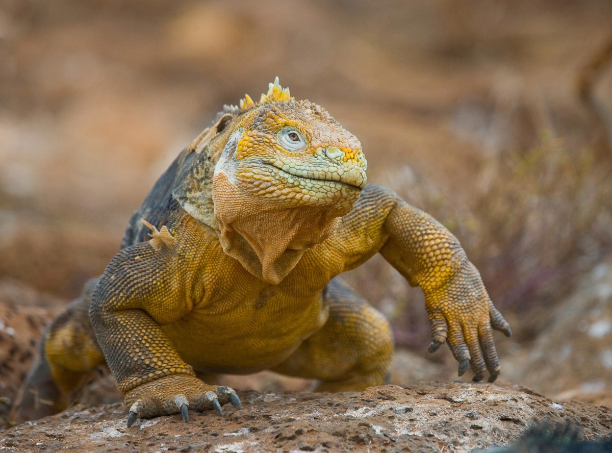 Image of Papermoon Fototapete "Galapagos-Leguan"