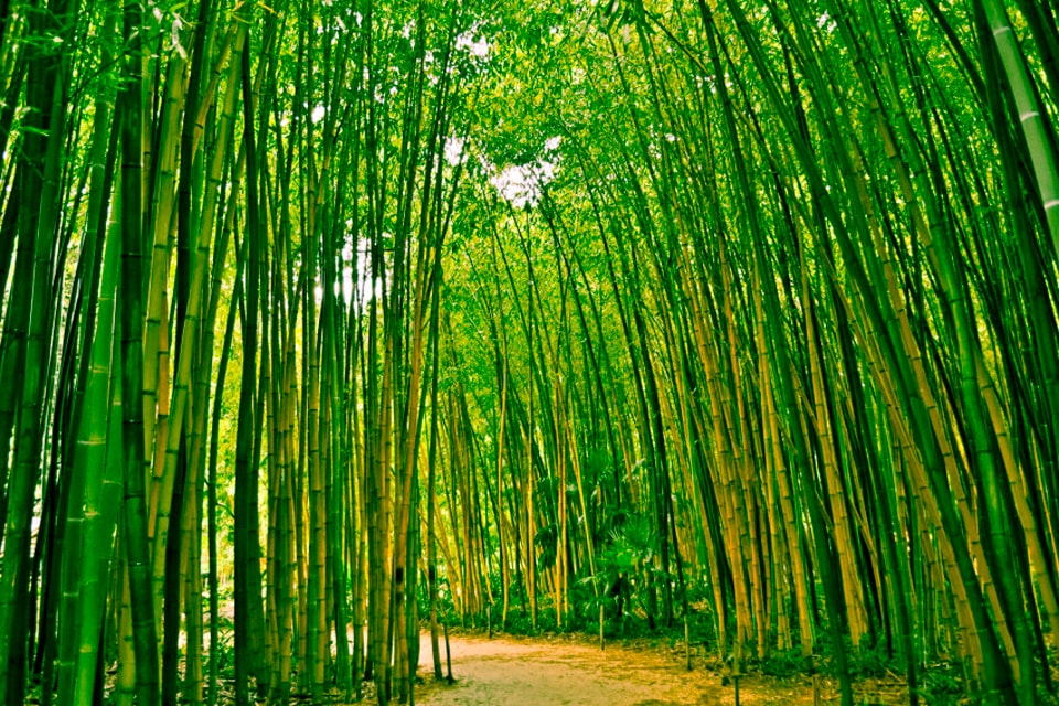Papermoon Fototapete »Bamboo Forest«