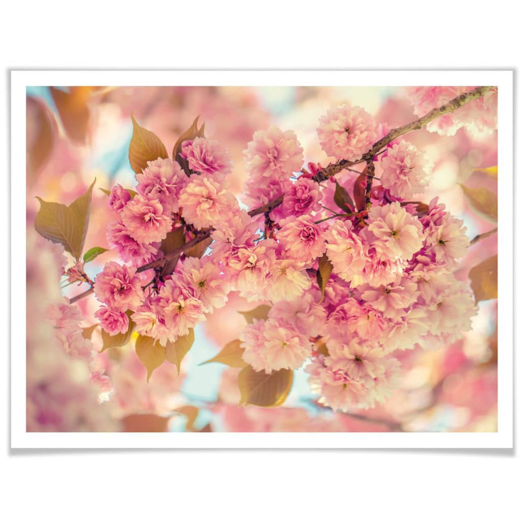 Wall-Art Poster »Kirschblüten«, Natur, (1 St.)