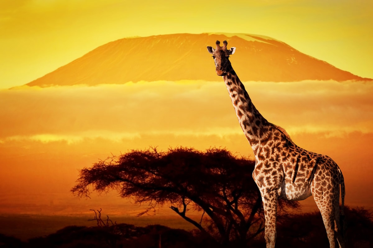 Image of Papermoon Fototapete "Giraffe von Kilimanjaro"