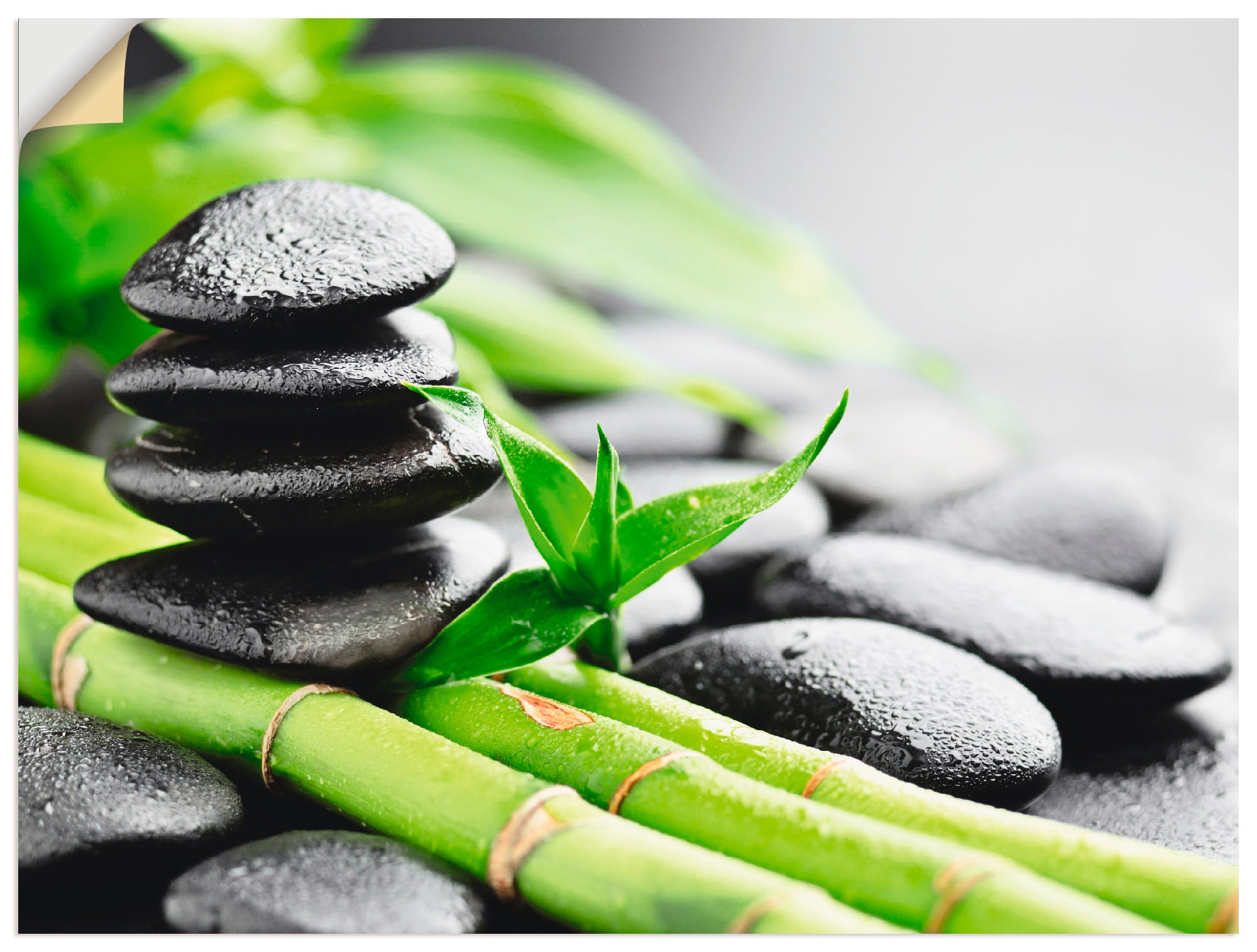 Image of Artland Wandbild »Wachstum - Lavasteine Bambus«, Zen, (1 St.), in vielen Grössen & Produktarten - Alubild / Outdoorbild für den Aussenbereich, Leinwandbild, Poster, Wandaufkleber / Wandtattoo auch für Badezimmer geeignet bei Ackermann Versand Schweiz
