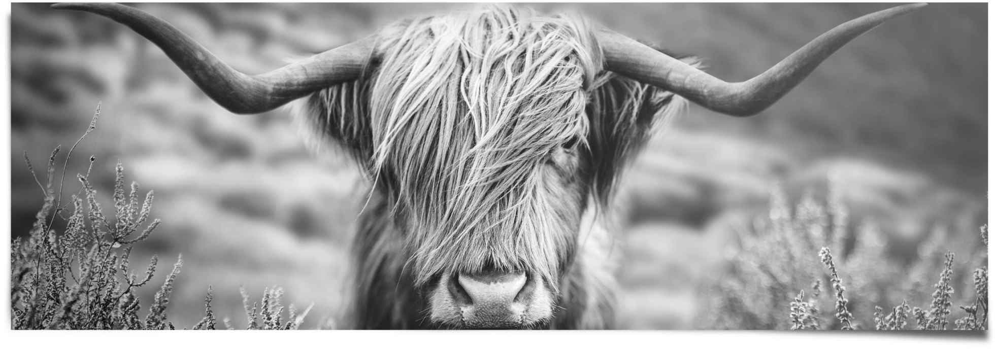 Reinders! Poster »Highlander Bulle Tiermotiv - Nahaufnahme - Hochlandrind  Bild«, (1 St.) günstig kaufen