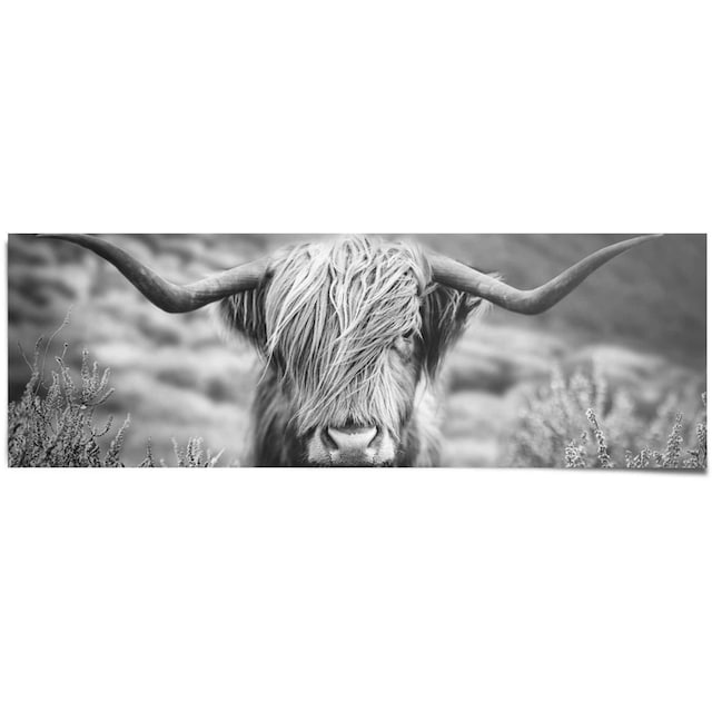 - Nahaufnahme »Highlander günstig Reinders! Tiermotiv Hochlandrind Bulle Poster Bild«, - kaufen St.) (1