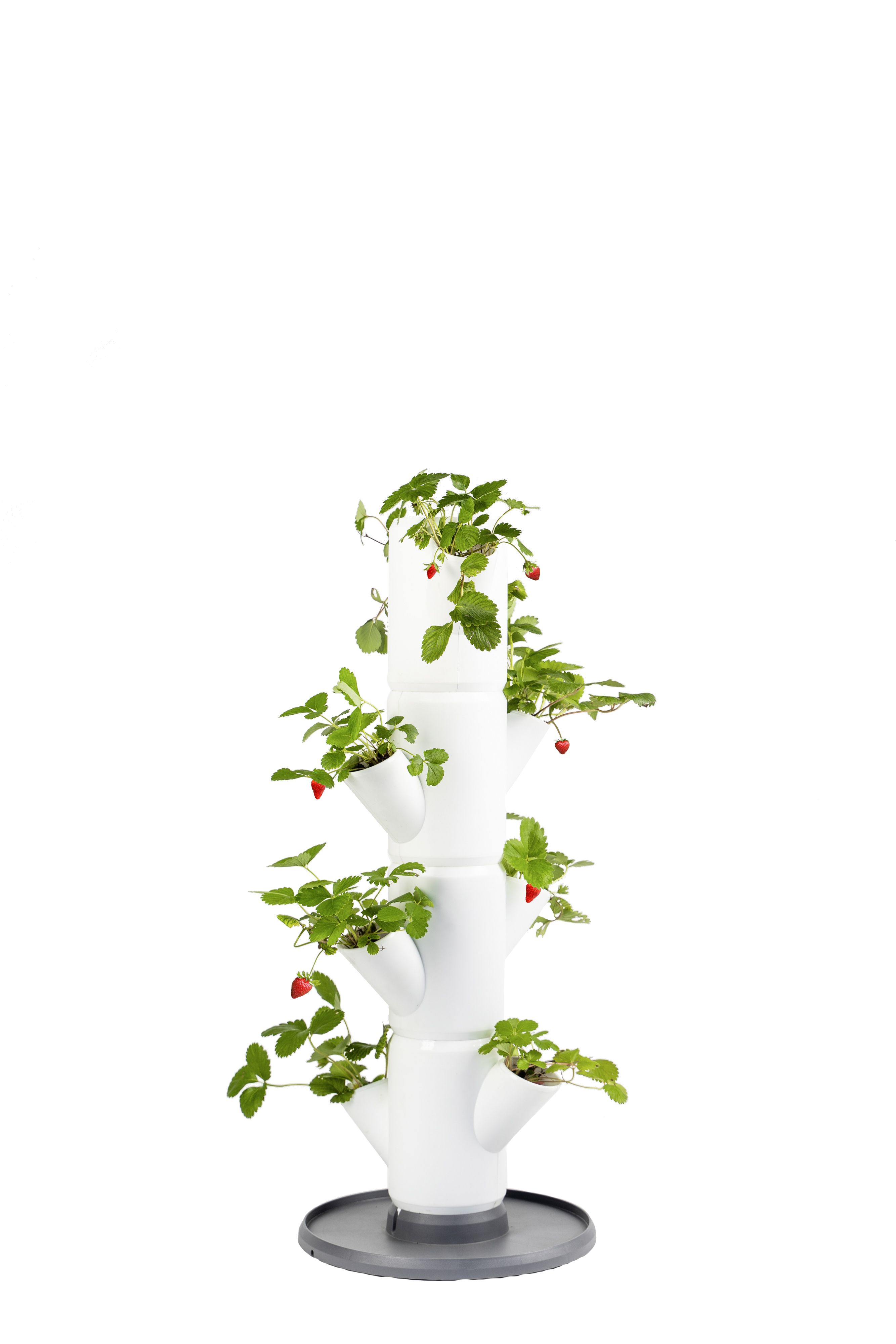 Image of Gusta Garden Pflanzkübel »Sissi Strawberry, Starter mit 4 Etagen«, (4 St.) bei Ackermann Versand Schweiz