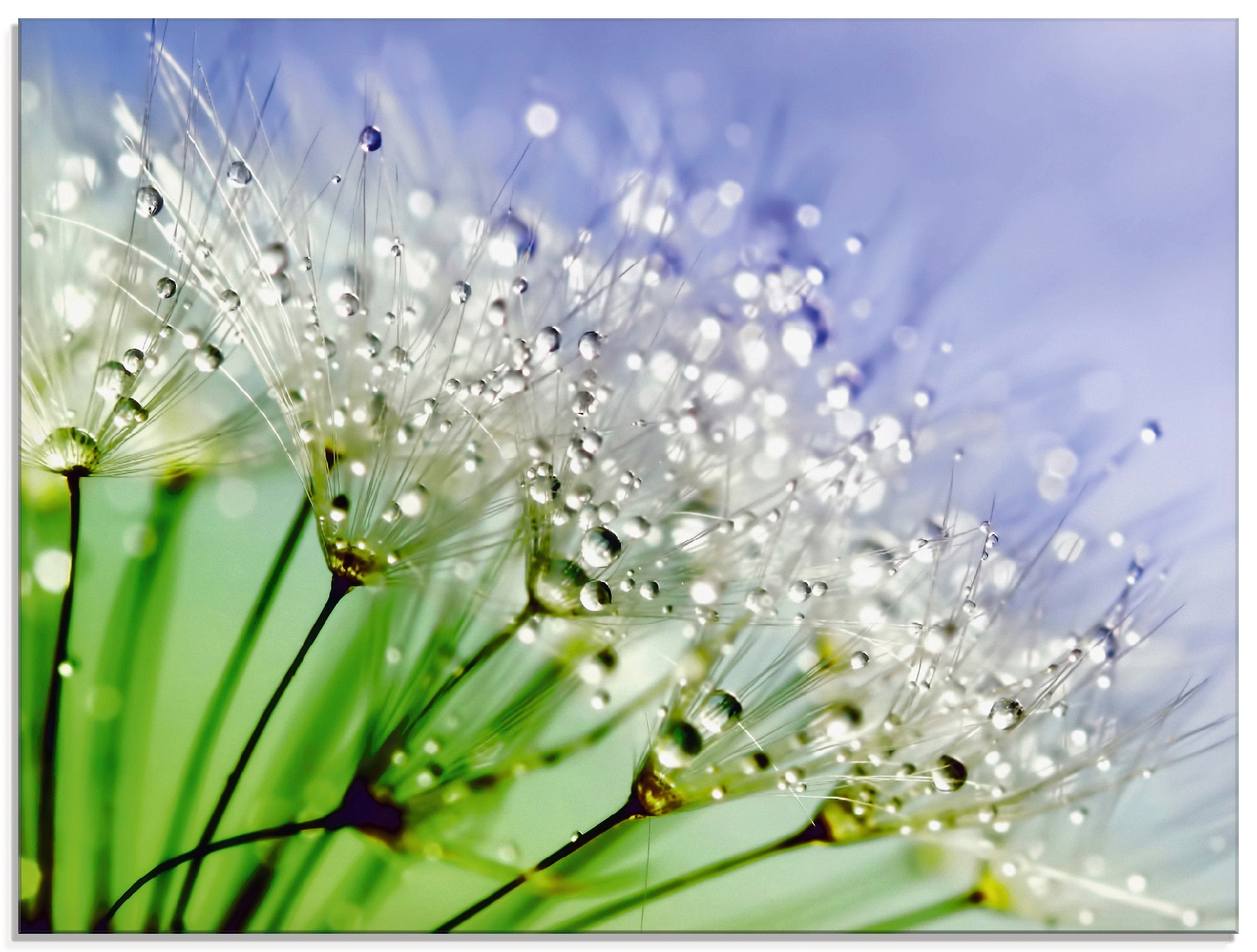 Image of Artland Glasbild "Glitzernde Pusteblume" Blumen 1 Stk. tlg. in verschiedenen Grössen