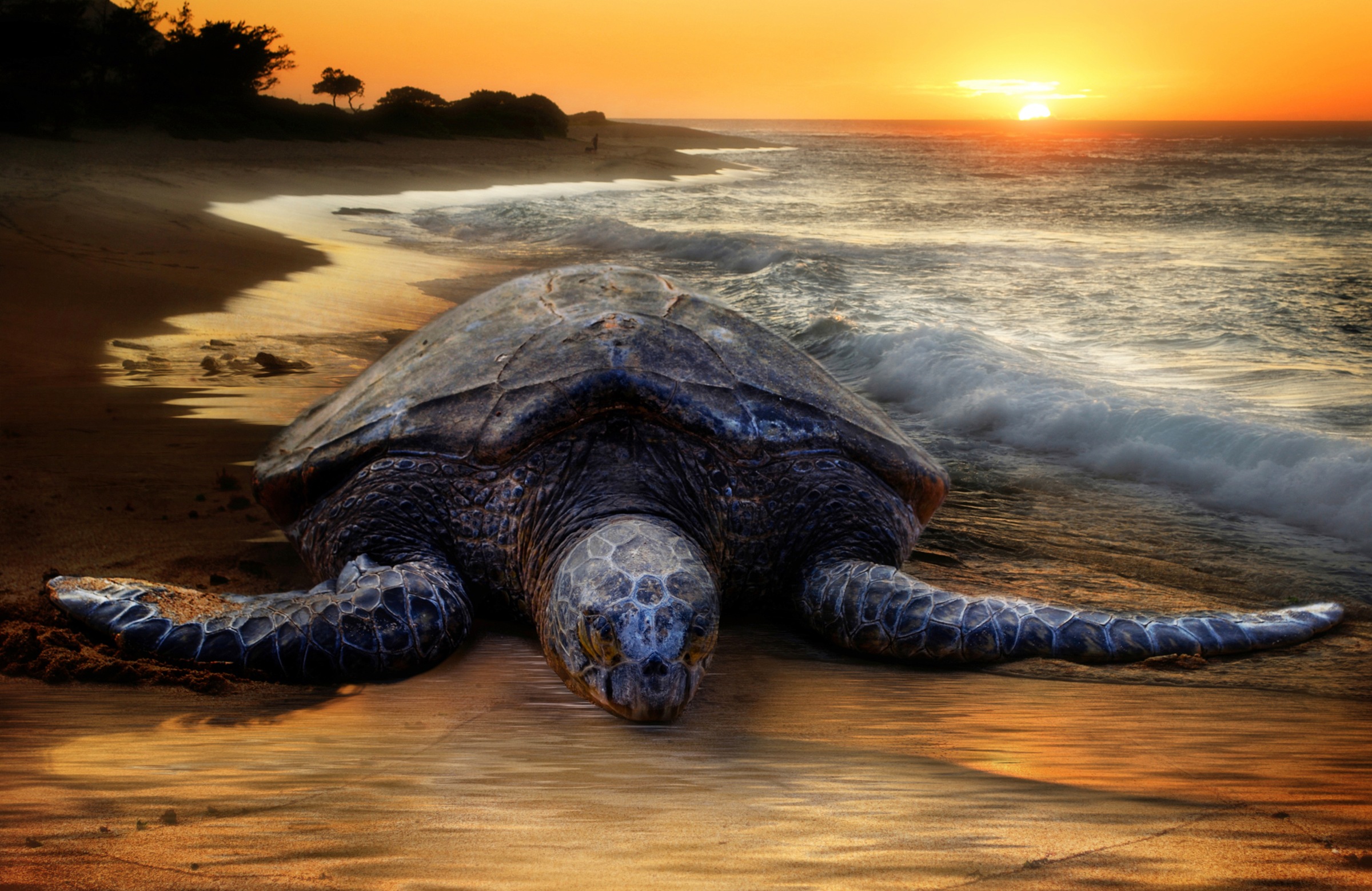 Image of Papermoon Fototapete »STRAND-SCHILDKRÖTE SONNENUNTERGANG MEER TIERE FISCHE«, Vliestapete, hochwertiger Digitaldruck, inklusive Kleister bei Ackermann Versand Schweiz