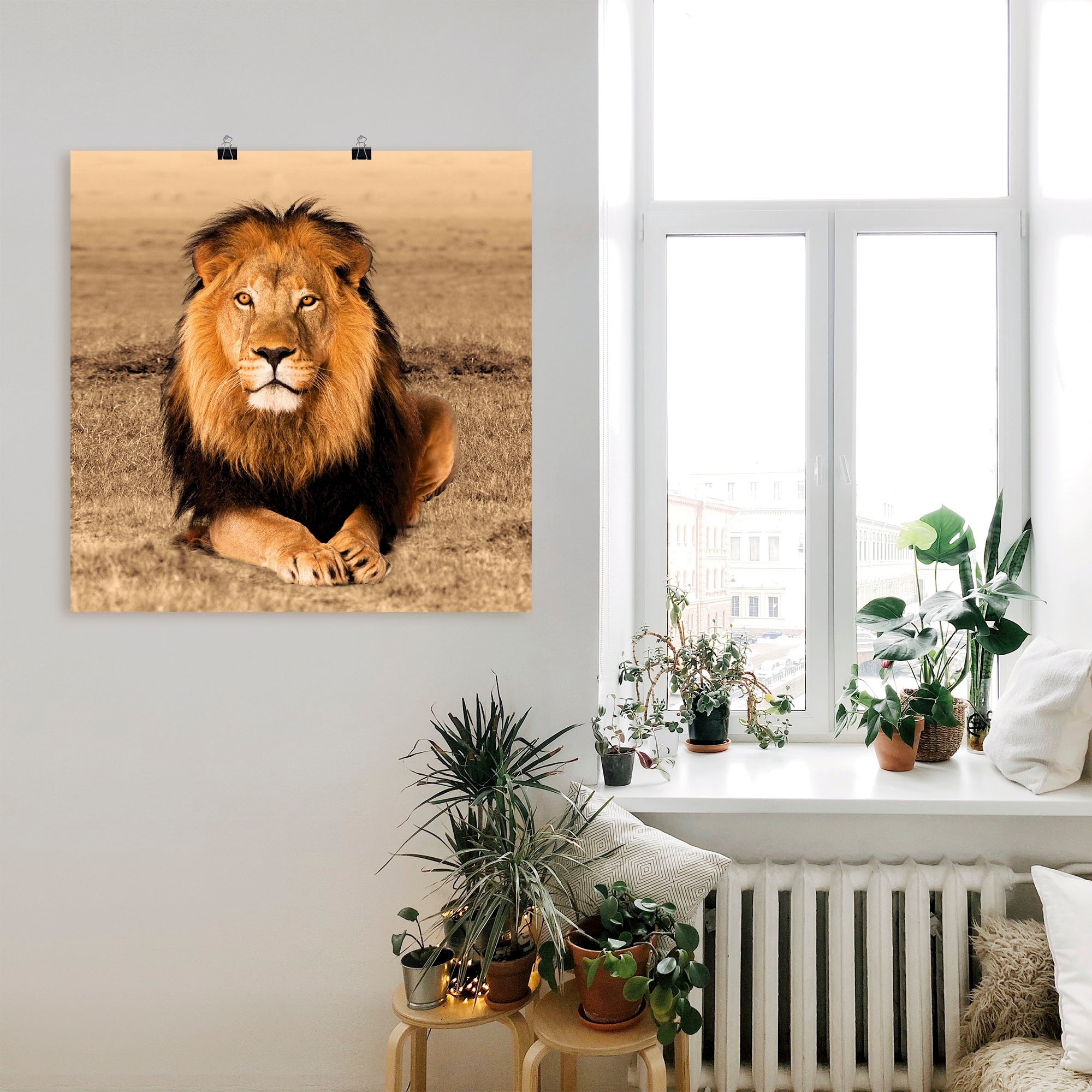 Alubild, oder kaufen Poster Wandaufkleber in (1 versch. Grössen Artland Wildtiere, Wandbild Leinwandbild, St.), »Löwe«, jetzt als