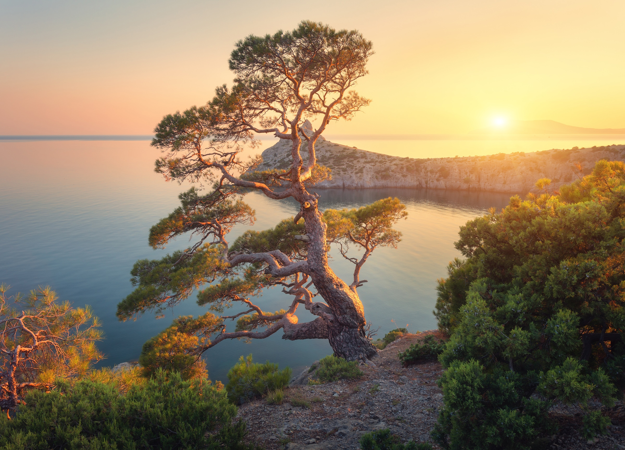 Image of Papermoon Fototapete "Tree Mountain Sunset" glatt