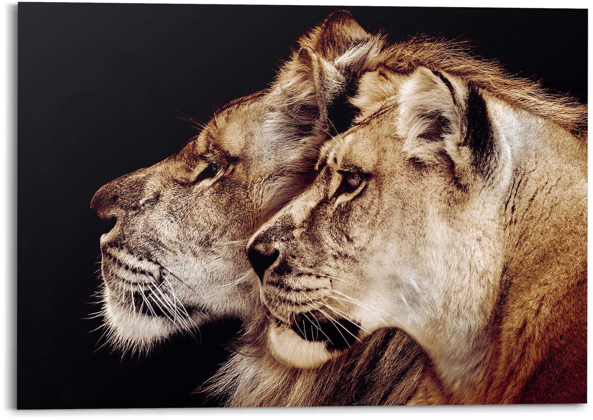 - versandkostenfrei (1 Löwenkopf auf Reinders! »Wandbild und Löwin Raubtier St.) Löwe Seitenporträt«, - Löwen, Wandbild