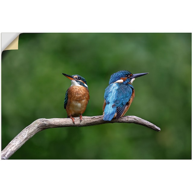 Artland Wandbild »Zwei Eisvogel«, Vogelbilder, (1 St.), als Alubild,  Leinwandbild, Wandaufkleber oder Poster in versch. Grössen kaufen