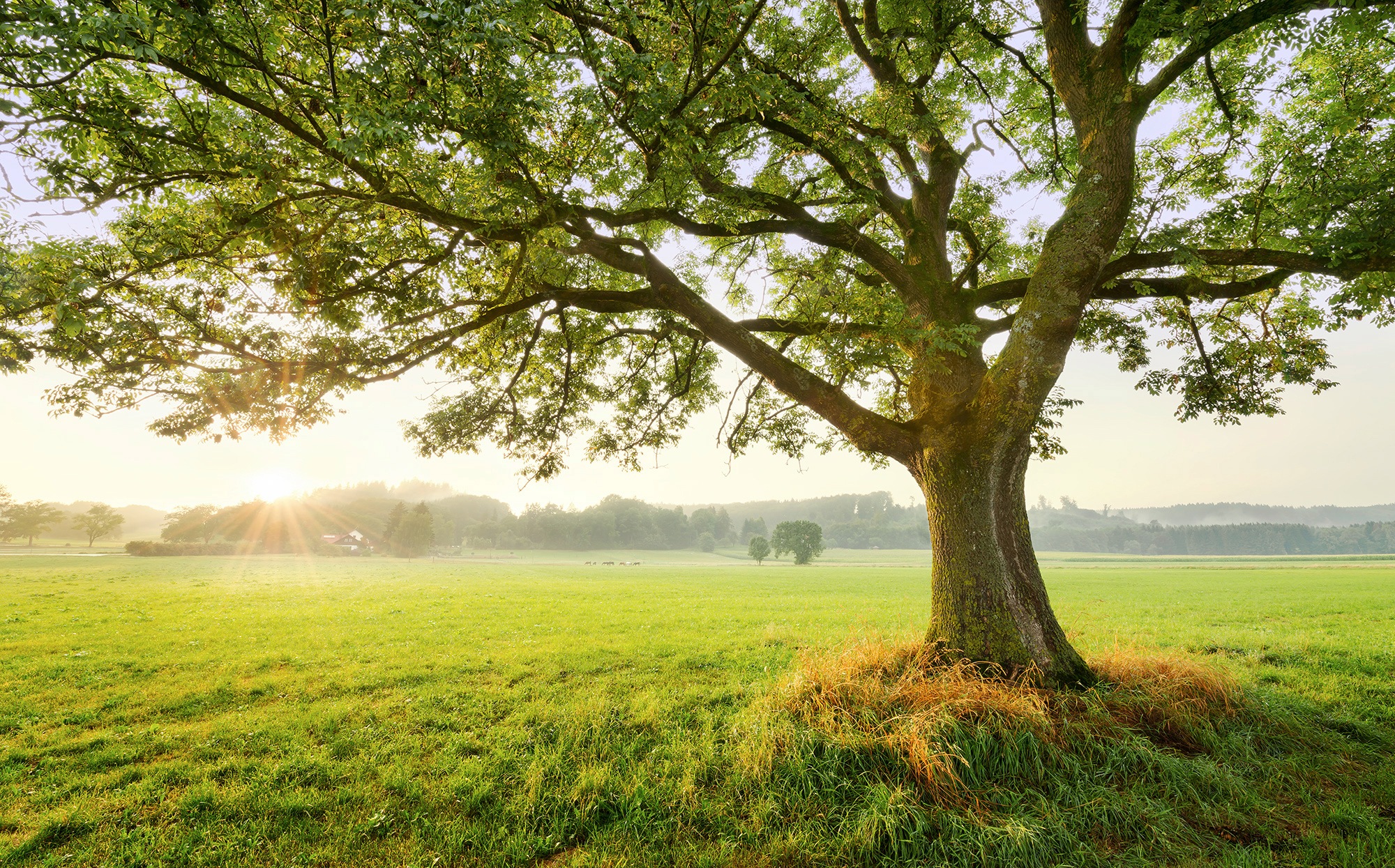 Image of Komar Fototapete »The Magic Tree«, mehrfarbig-natürlich-bedruckt bei Ackermann Versand Schweiz