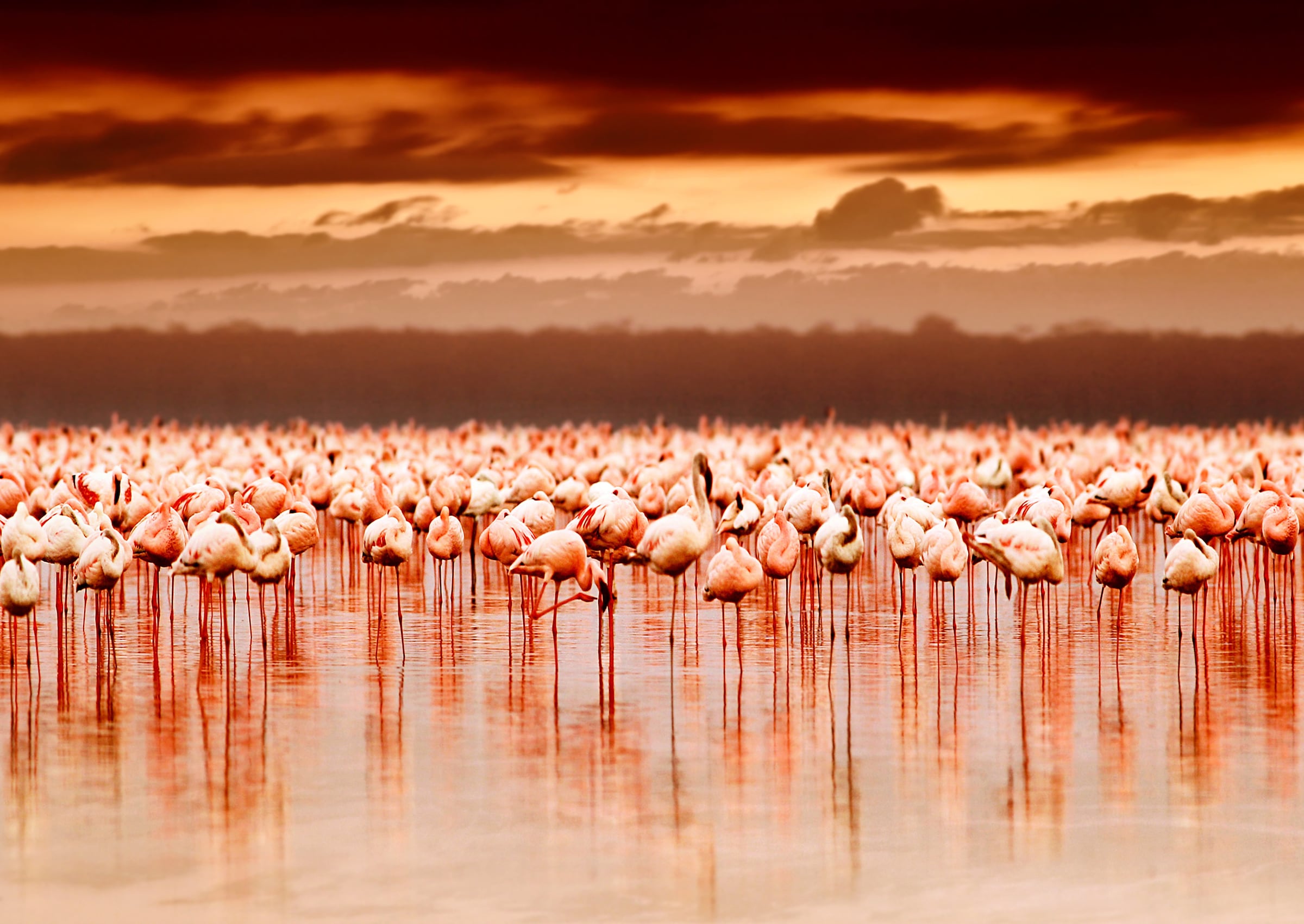 Image of Papermoon Fototapete "African Flamingos" glatt