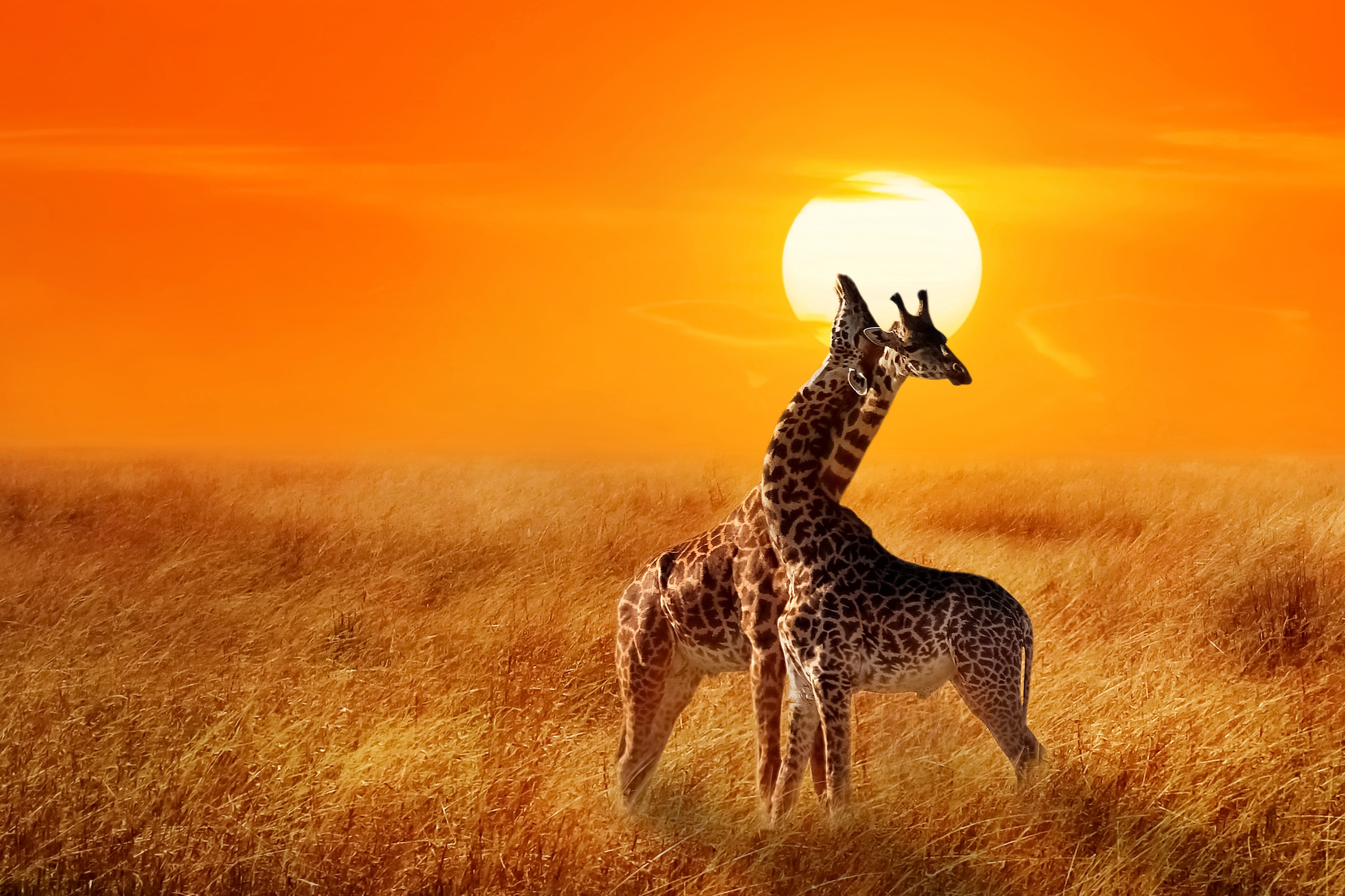 Image of Papermoon Fototapete »Giraffes against Sunset« bei Ackermann Versand Schweiz