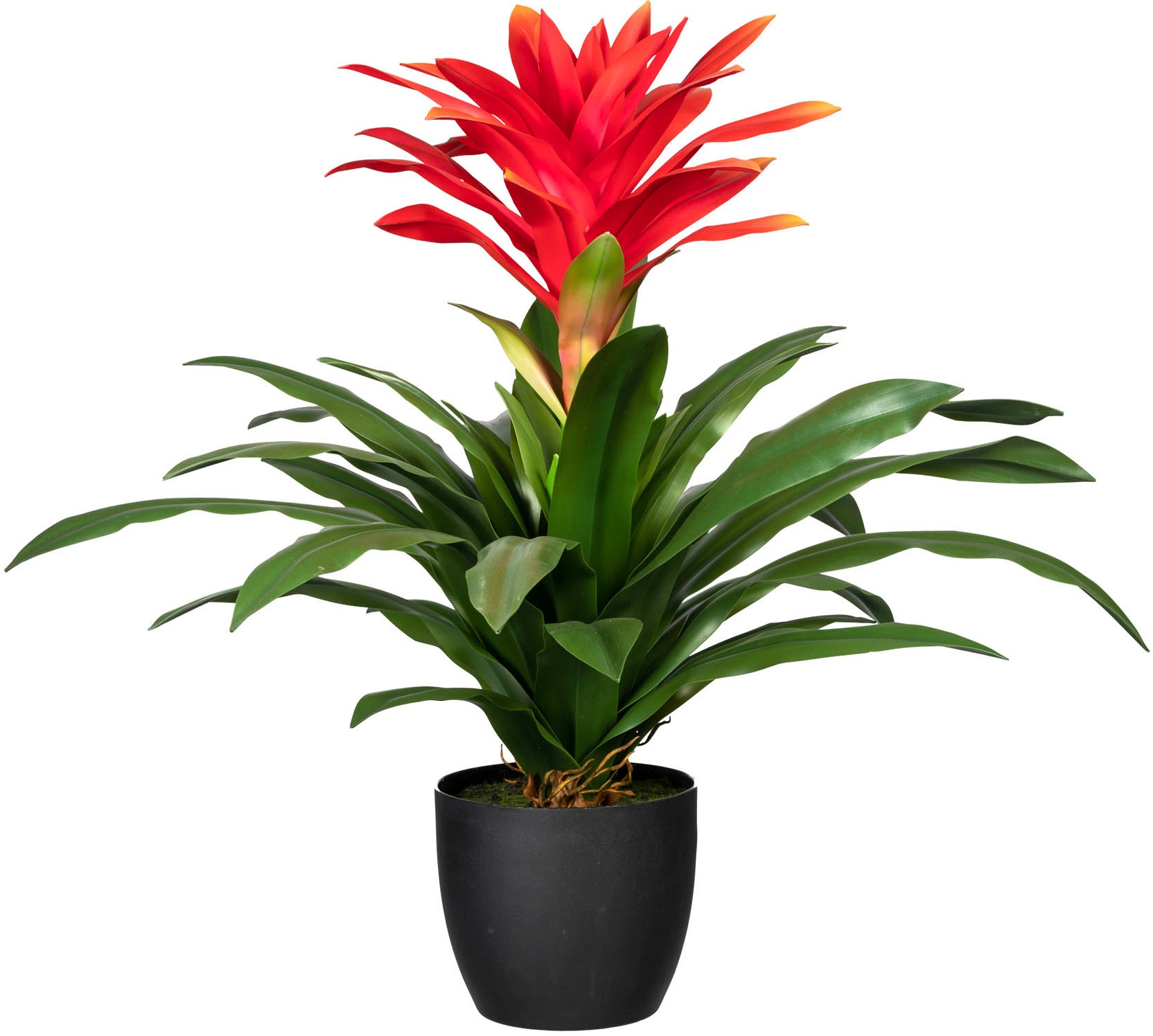 Image of Creativ green Künstliche Zimmerpflanze »Bromelia guzmania«, (1 St.) bei Ackermann Versand Schweiz