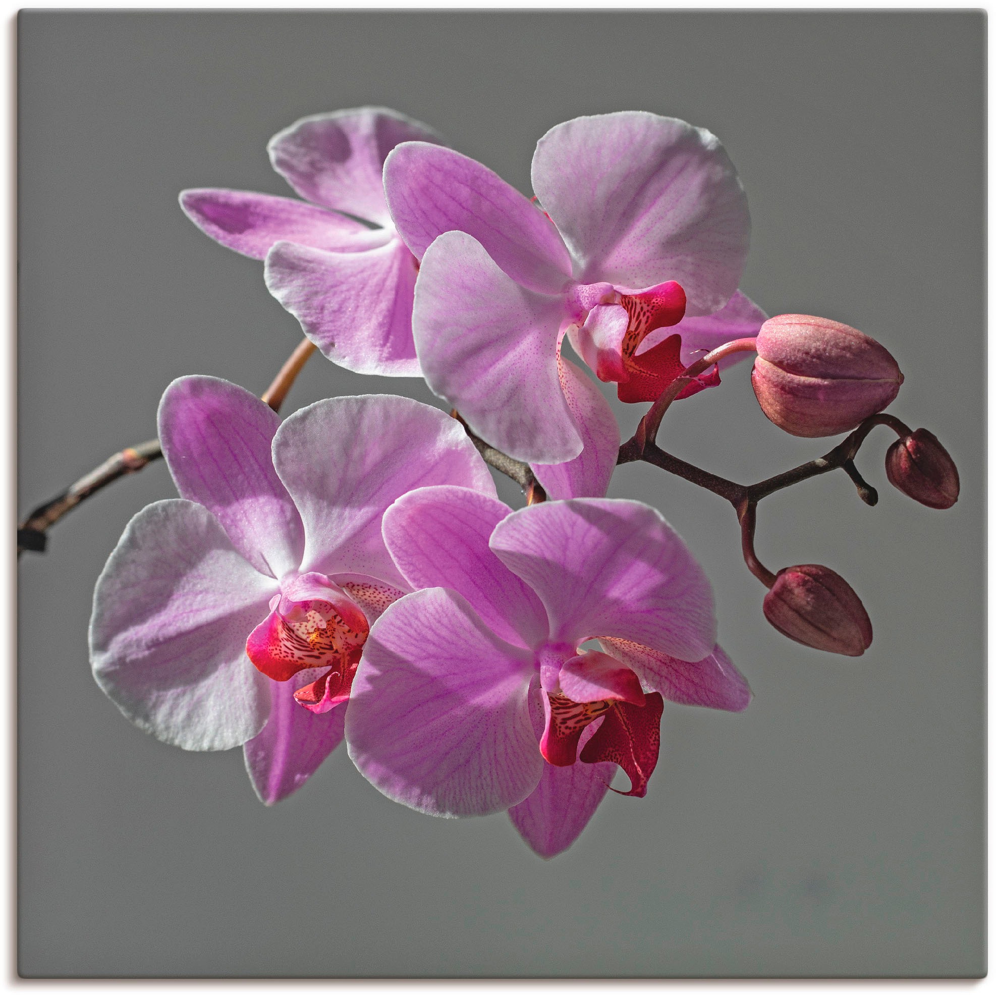 Image of Artland Wandbild »Orchideentraum«, Blumen, (1 St.), in vielen Grössen & Produktarten - Alubild / Outdoorbild für den Aussenbereich, Leinwandbild, Poster, Wandaufkleber / Wandtattoo auch für Badezimmer geeignet bei Ackermann Versand Schweiz