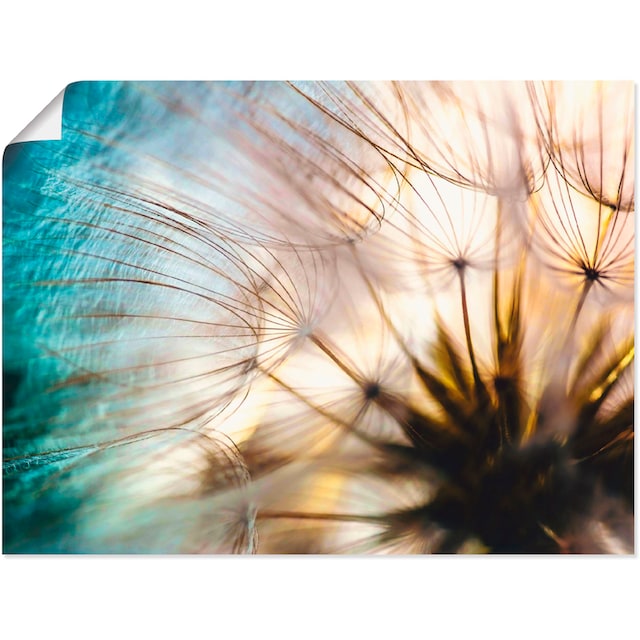 Artland Wandbild »Pusteblume Makro abstrakt«, Blumen, (1 St.), als Alubild,  Leinwandbild, Wandaufkleber oder Poster in versch. Grössen bequem kaufen