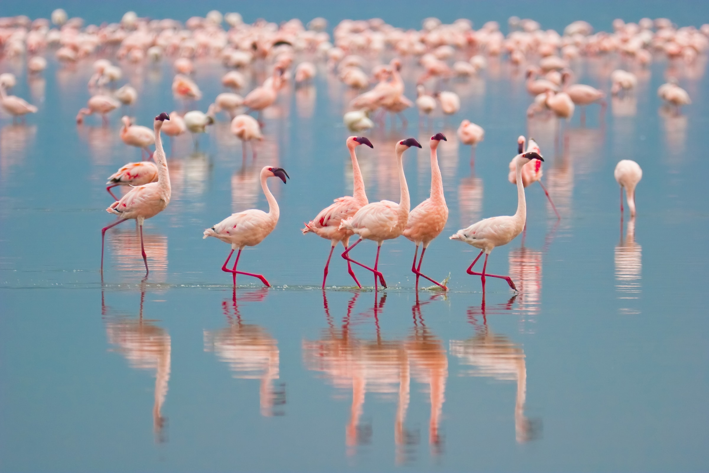 Image of Papermoon Fototapete "Flamingos" glatt