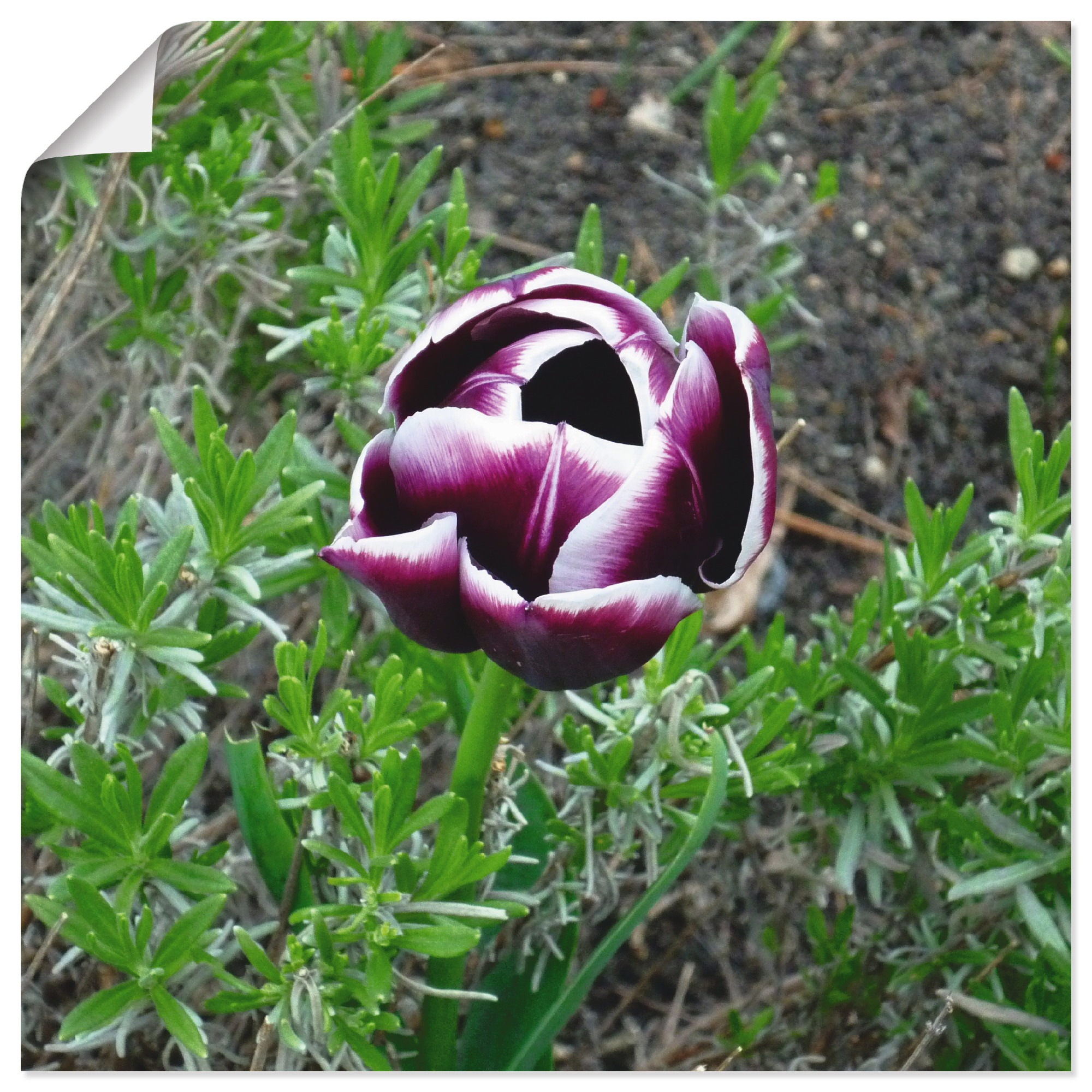 Image of Artland Wandbild »Einsame Schönheit«, Blumen, (1 St.), in vielen Grössen & Produktarten - Alubild / Outdoorbild für den Aussenbereich, Leinwandbild, Poster, Wandaufkleber / Wandtattoo auch für Badezimmer geeignet bei Ackermann Versand Schweiz