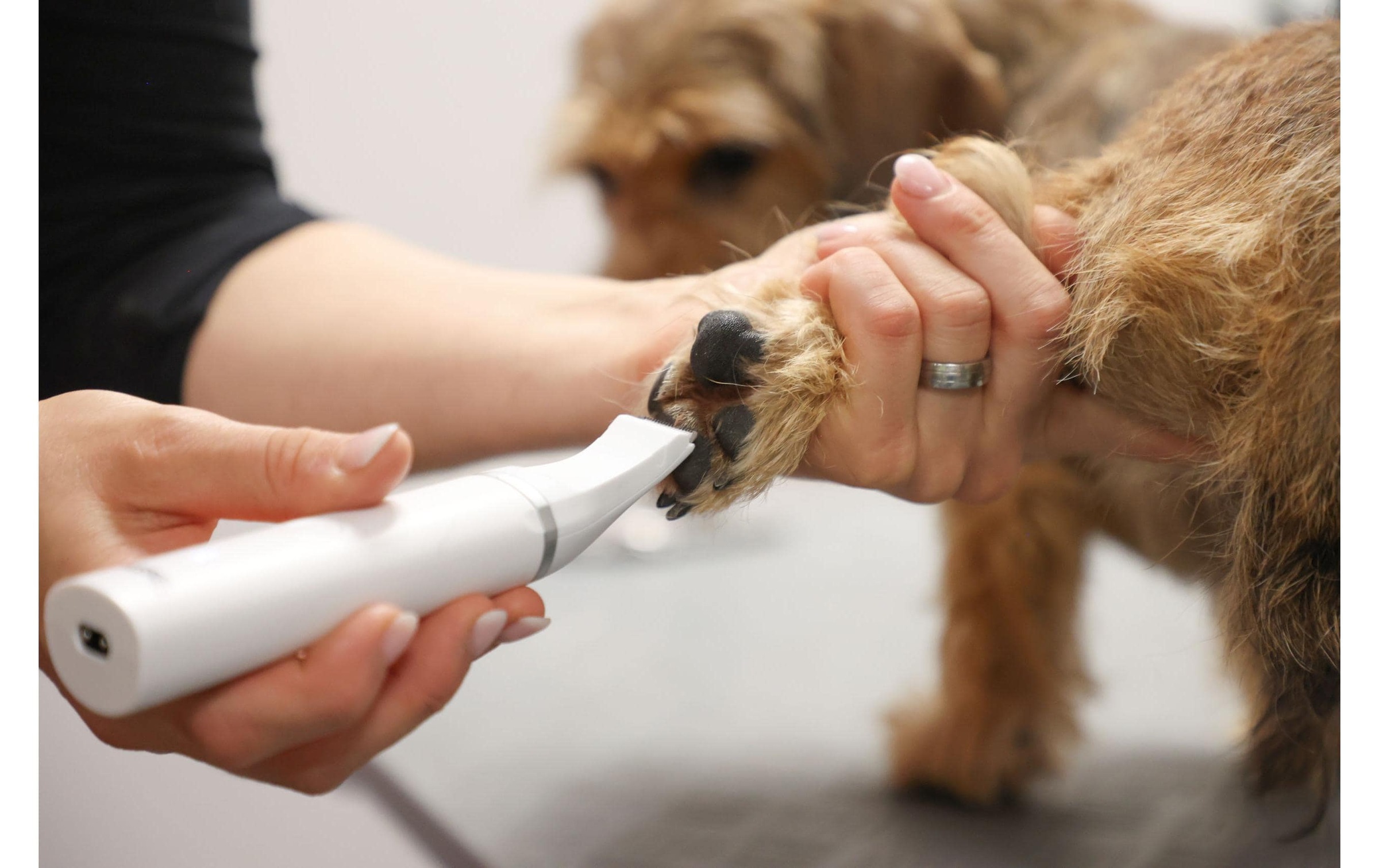 Kerbl Hundeschermaschine »4in1«