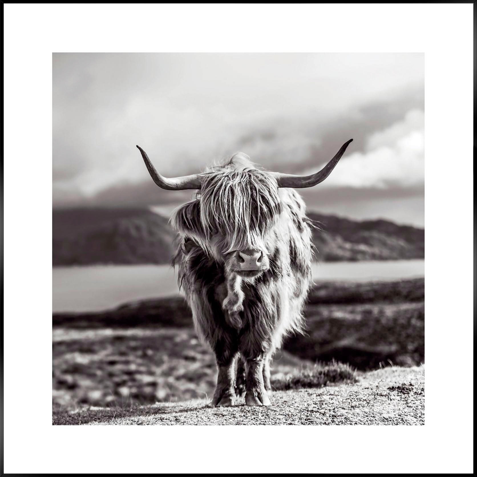 Wandbild »Slim Frame Black 50x50 Highland Cow«