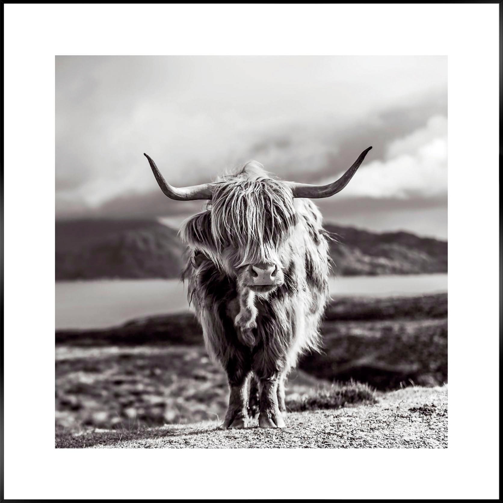 Reinders! Wandbild »Slim Frame Black 50x50 Highland Cow«