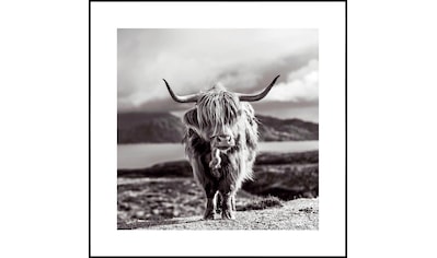 Reinders! Wandbild »Wandbild Highlander Bulle Tiermotiv - Nahaufnahme -  Hochlandrind Bild«, Kuh, (1 St.) günstig kaufen