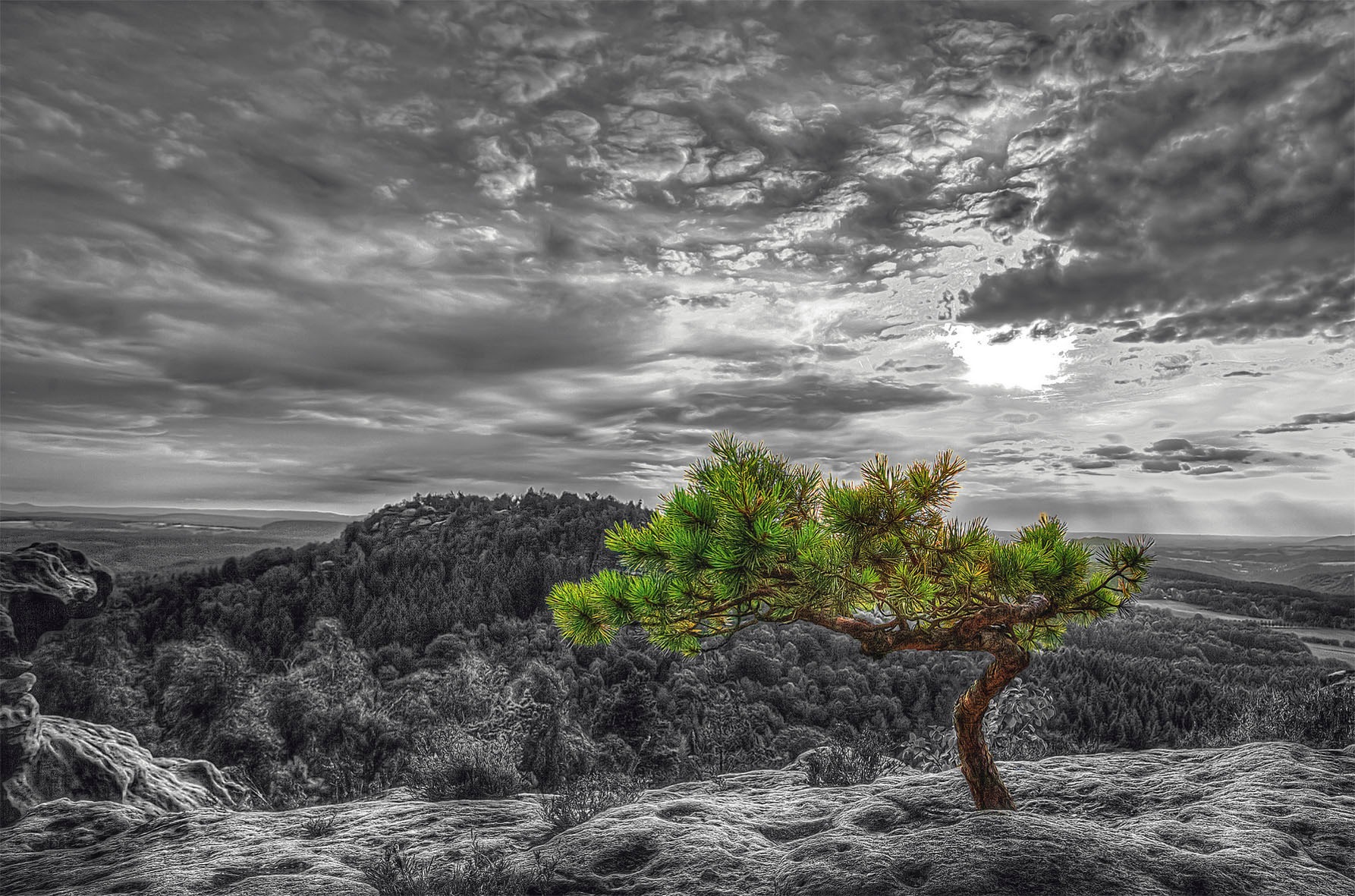 Image of Bönninghoff Leinwandbild »Baum«, (1 St.) bei Ackermann Versand Schweiz
