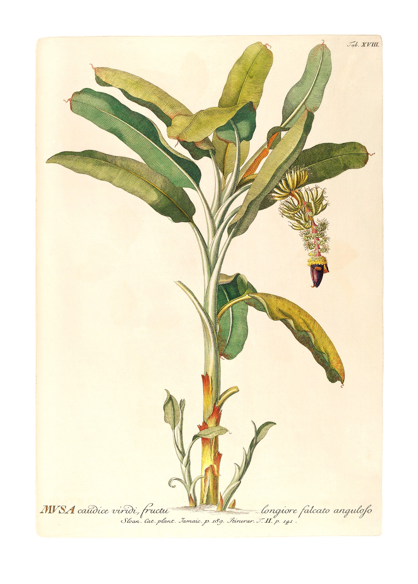 Image of Komar Bild "Rainforest Sapling" Natur 1 Stk. tlg. Wandbild zur Dekoration - ohne Rahmen