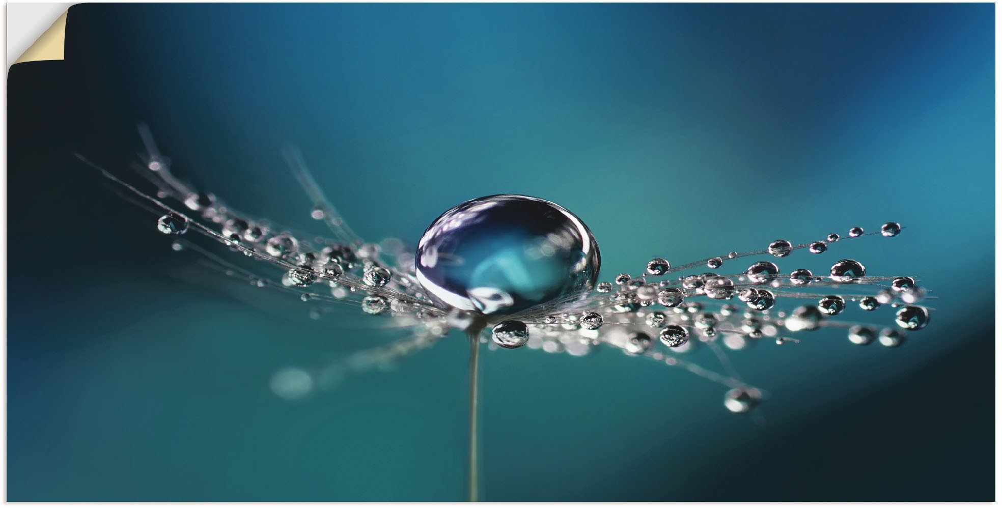 Image of Artland Wandbild »Pusteblume Tautropfen blau«, Blumenbilder, (1 St.), in vielen Grössen & Produktarten - Alubild / Outdoorbild für den Aussenbereich, Leinwandbild, Poster, Wandaufkleber / Wandtattoo auch für Badezimmer geeignet bei Ackermann Versand Schwe