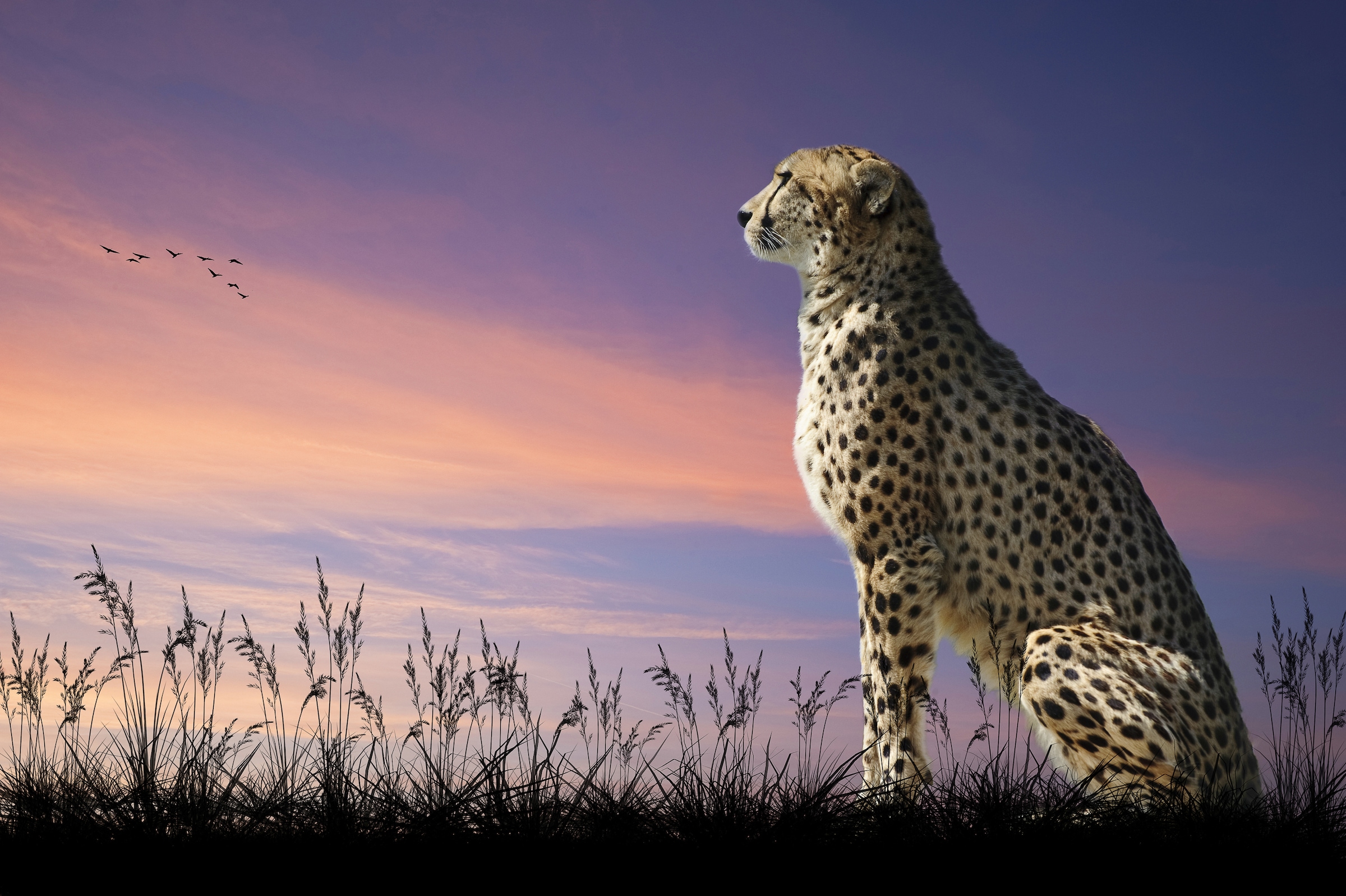 Image of Papermoon Fototapete "GEPARD-NATUR LÖWE TIGER PUMA JAGUAR DSCHUNGEL TIERE XXL"