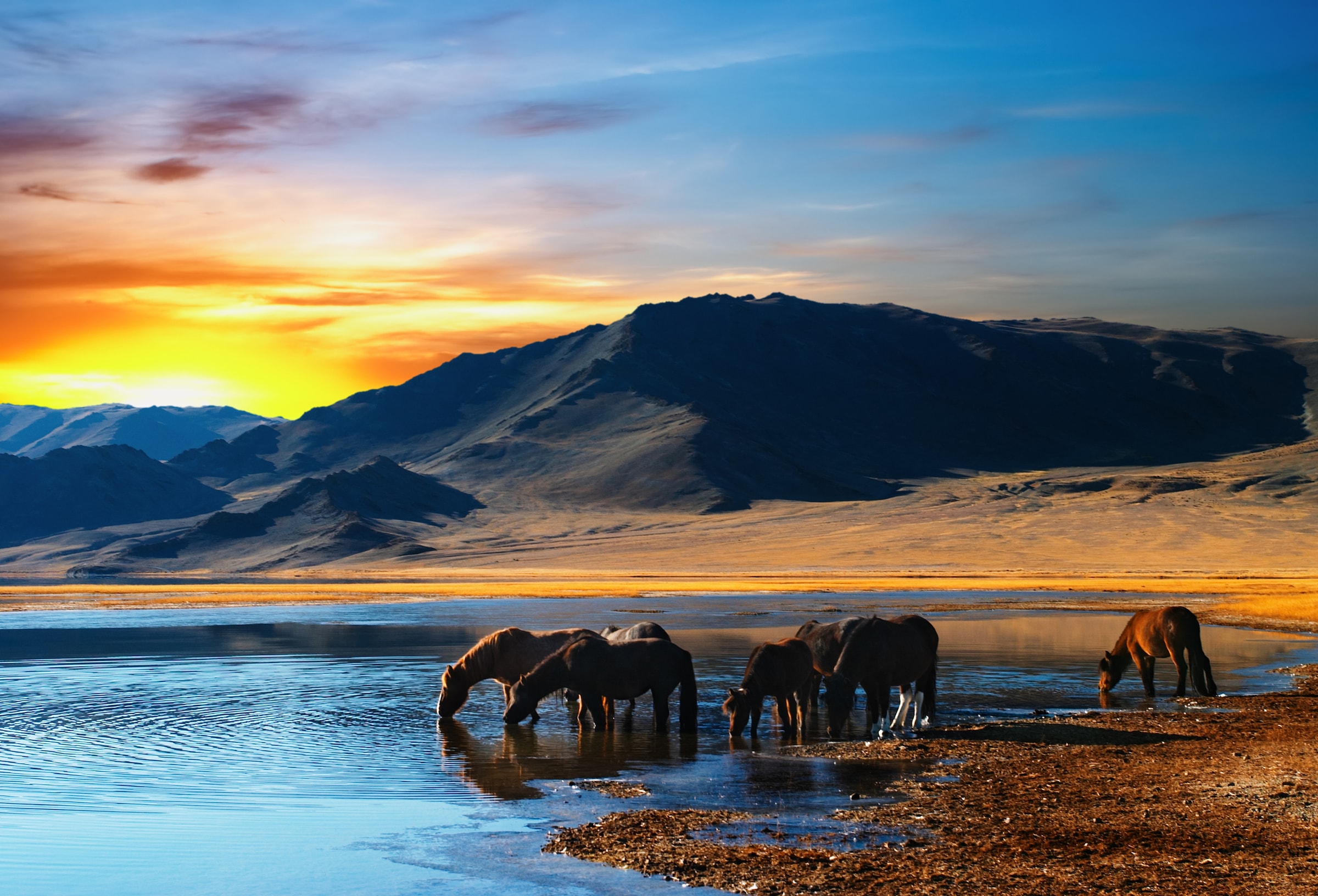 Image of Papermoon Fototapete "Drinking Horses" glatt