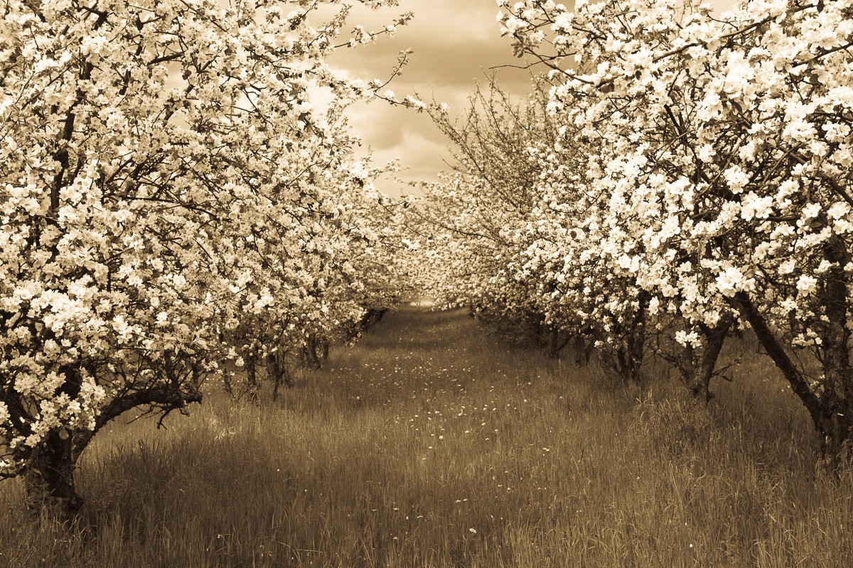 Image of Papermoon Fototapete »Sepia Frühlingsobstgarten«, Vliestapete, hochwertiger Digitaldruck bei Ackermann Versand Schweiz