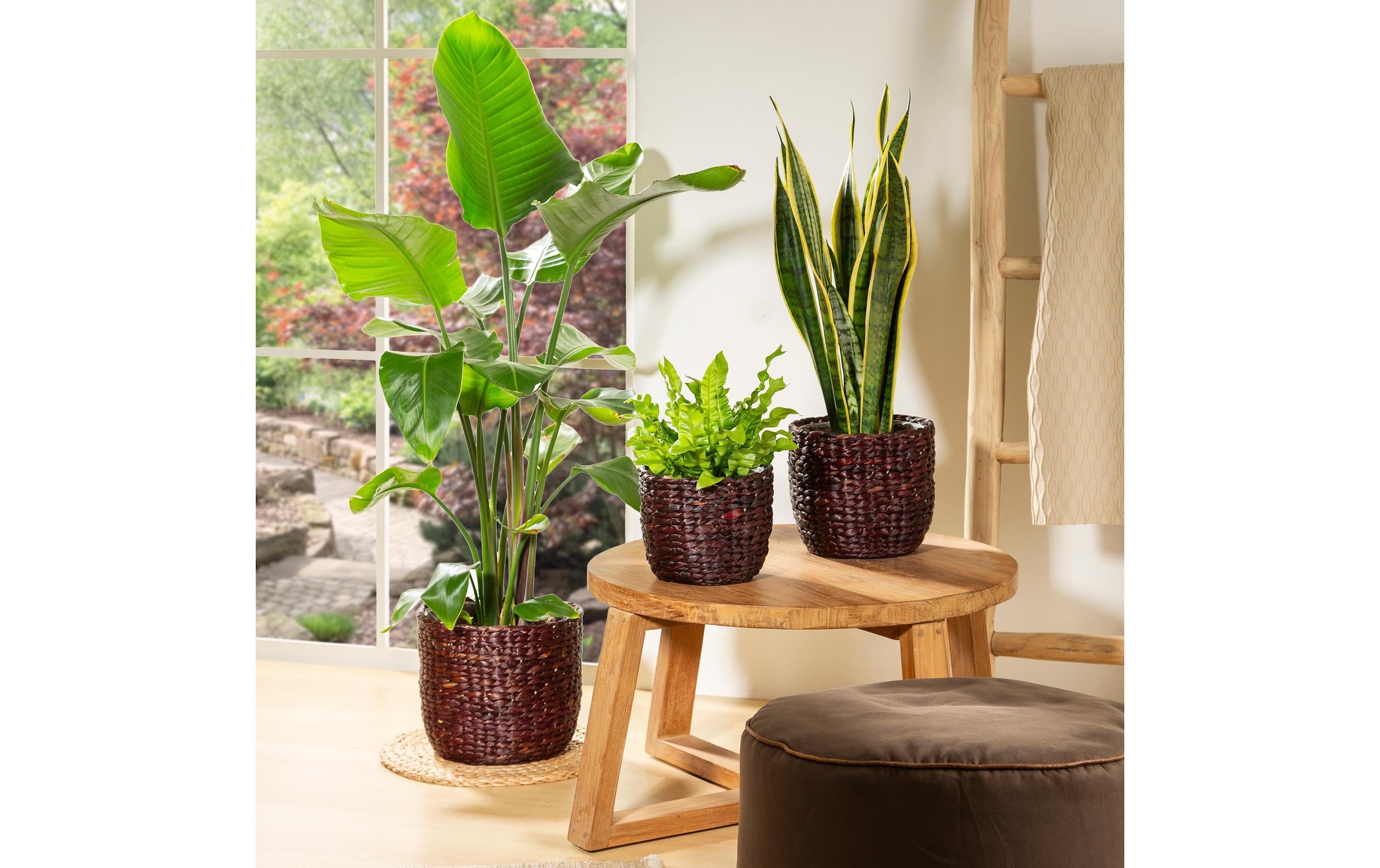 Scheurich Blumentopf »scheurich«