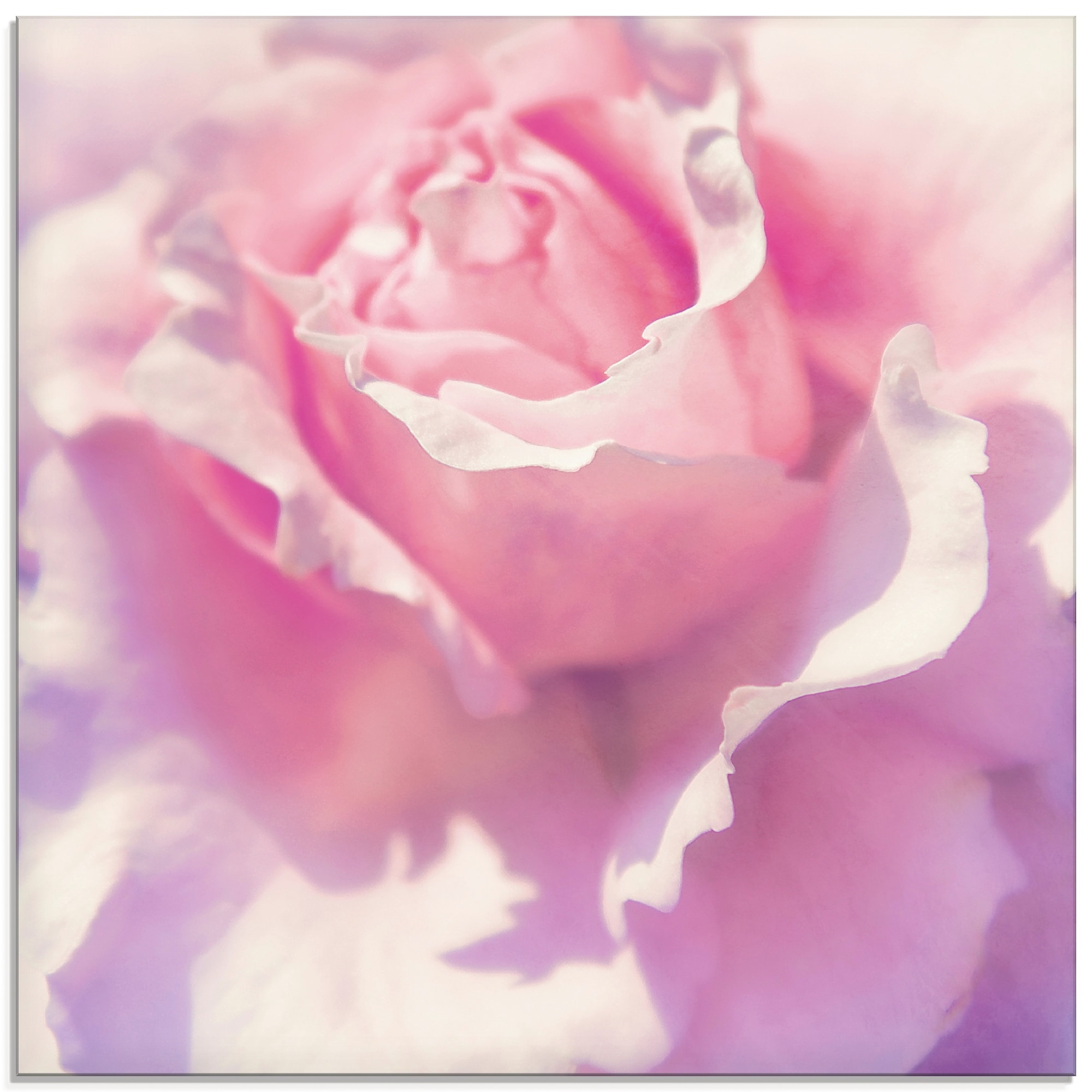 Image of Artland Glasbild "Rosa" Blumen 1 Stk. tlg. in verschiedenen Grössen